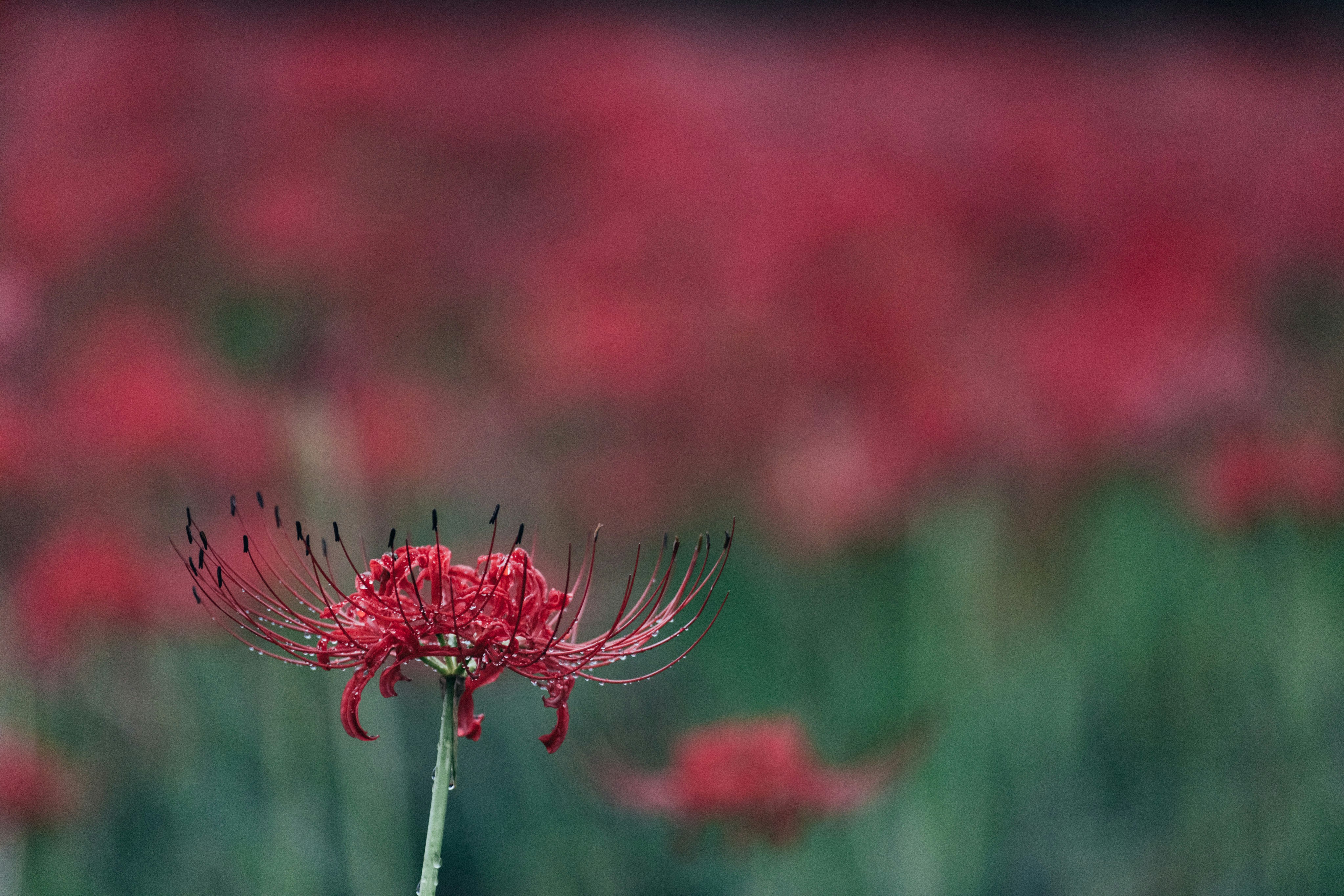 Photo by tsuyoshikozu