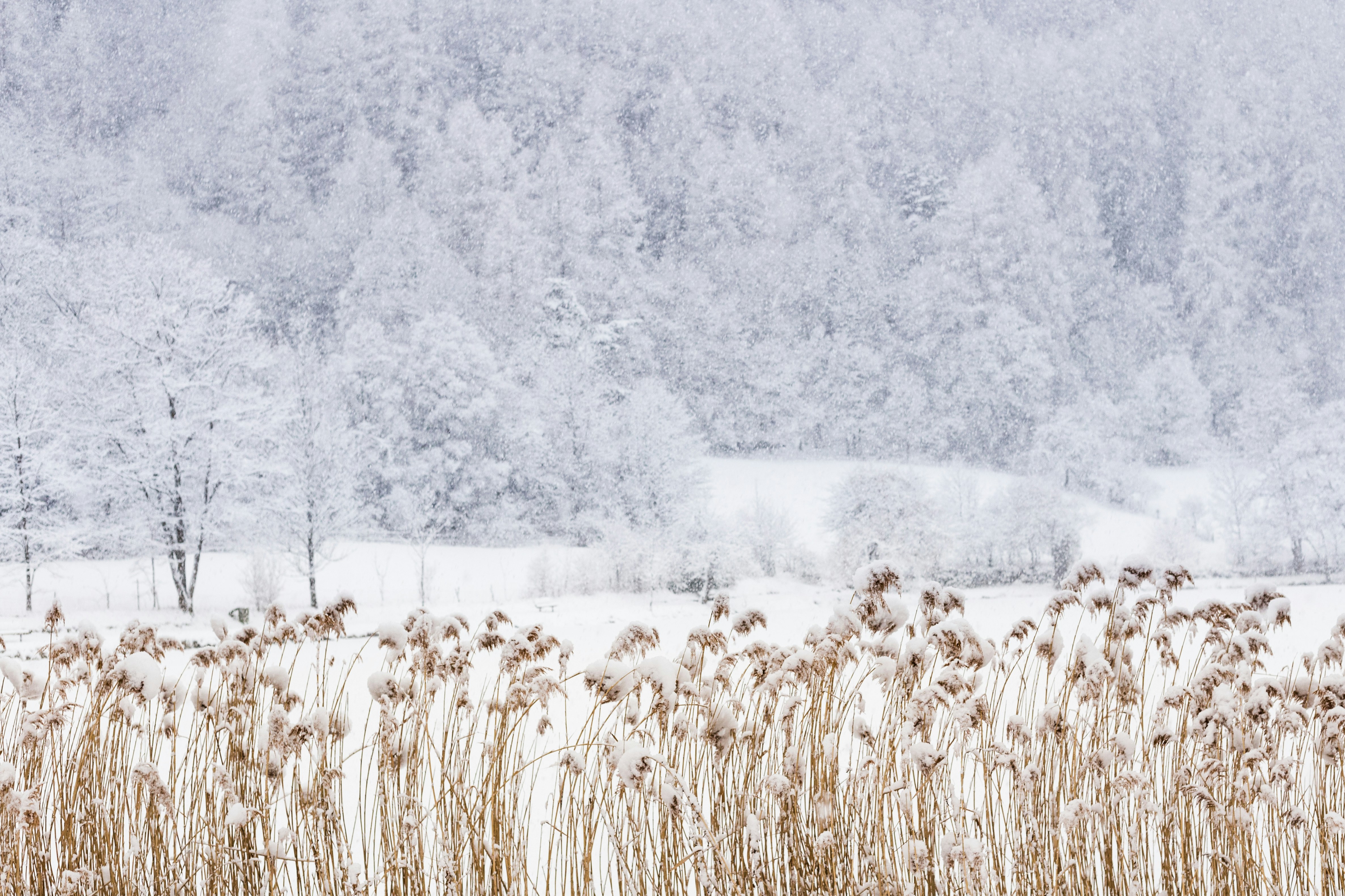 Photo by nicolashodee