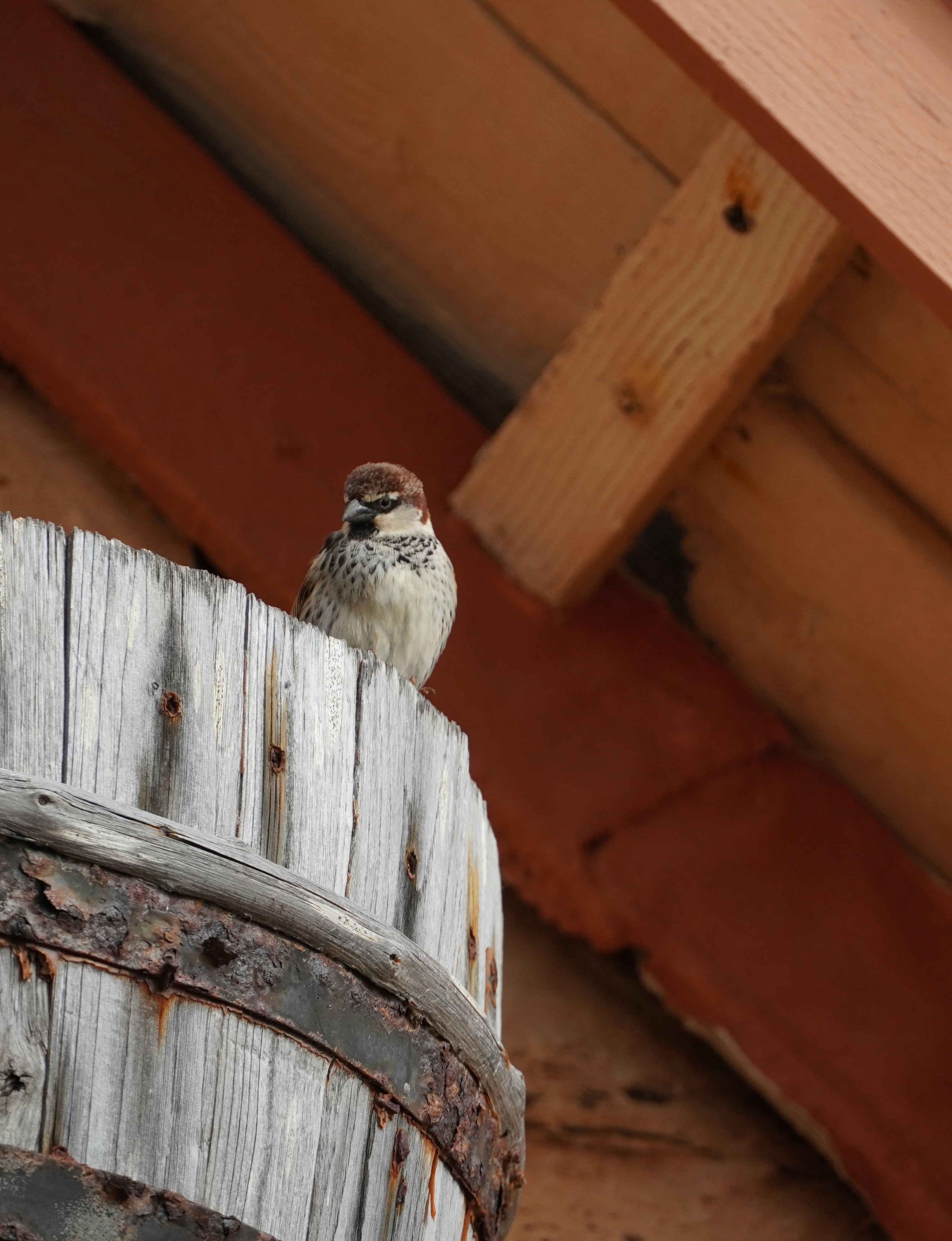 Ein kleiner Vogel, der auf einem Holzpfahl sitzt