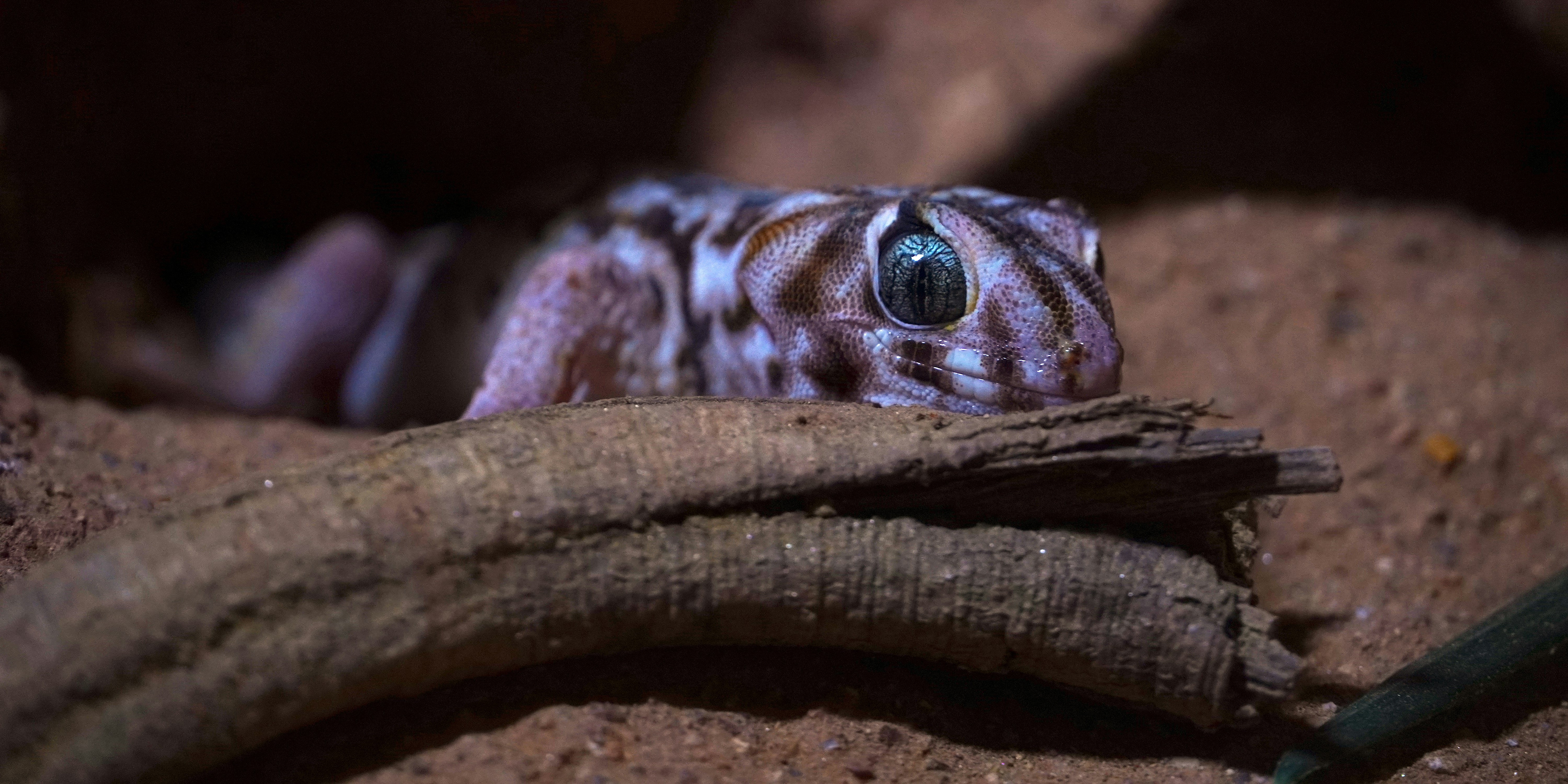 ZaZoo Reptiles's image