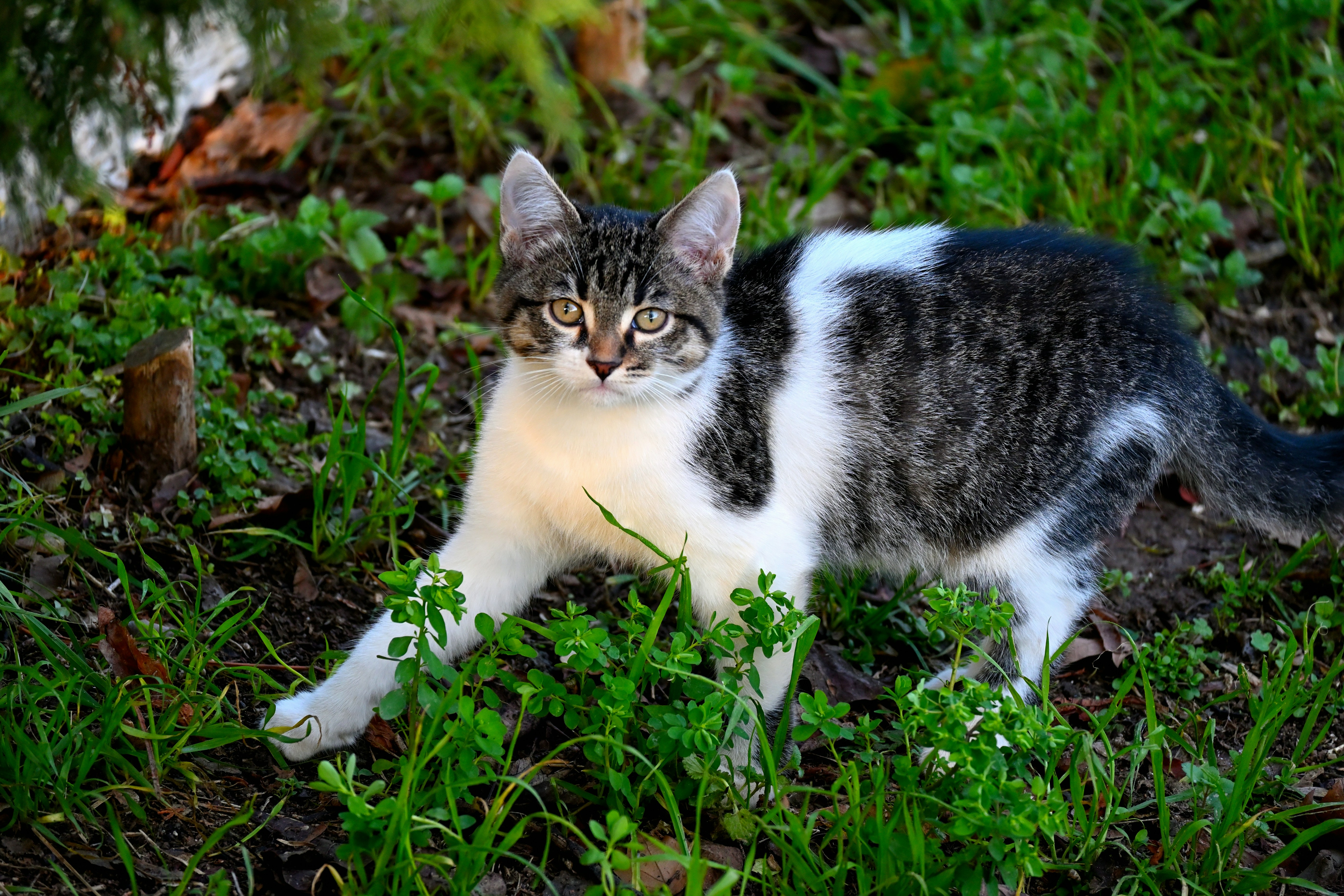A gray and white cat sitting in the grass