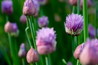 A bunch of flowers that are in the grass