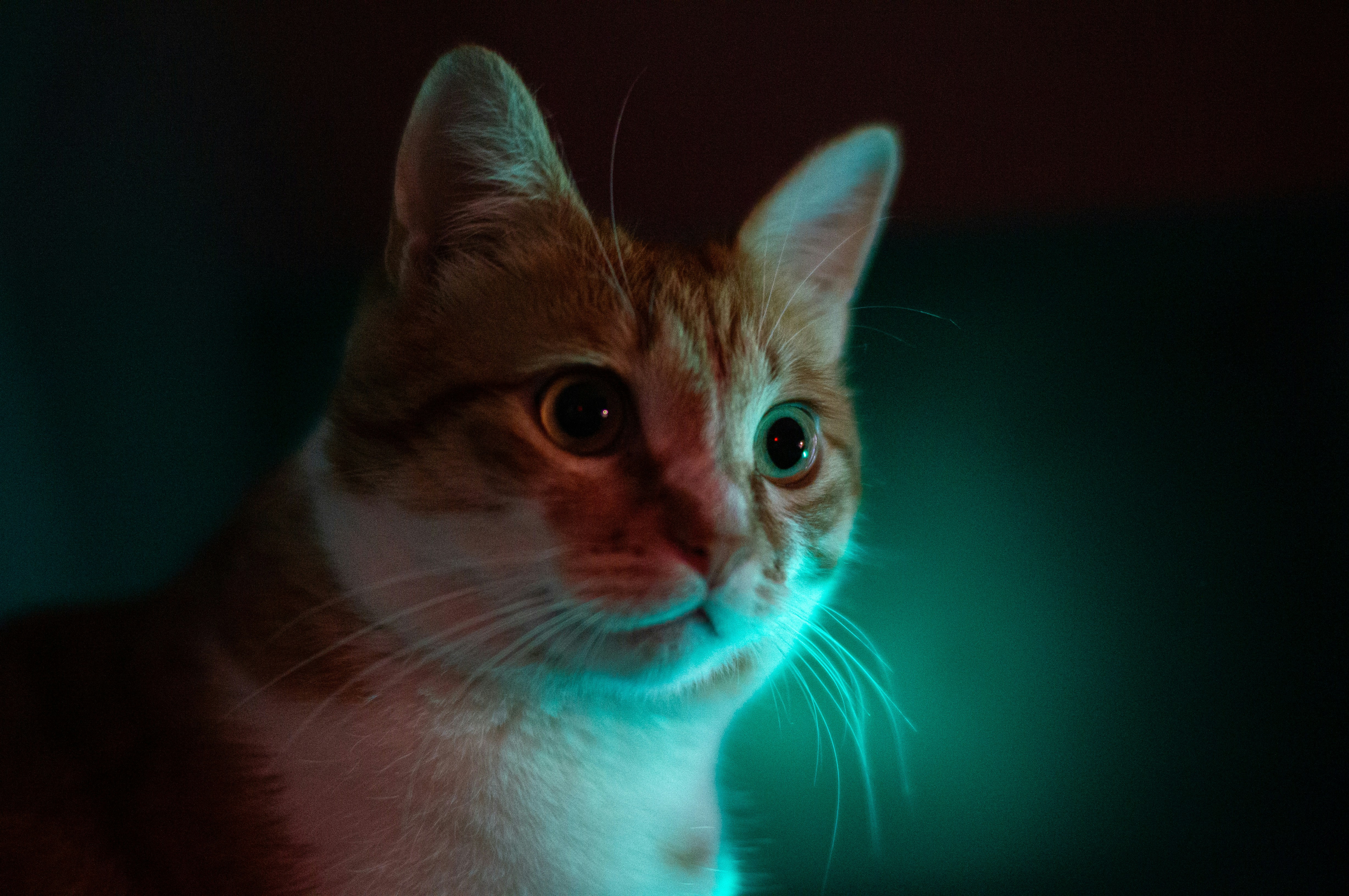 Eine Katze, die in einem dunklen Raum mit grünem Licht sitzt