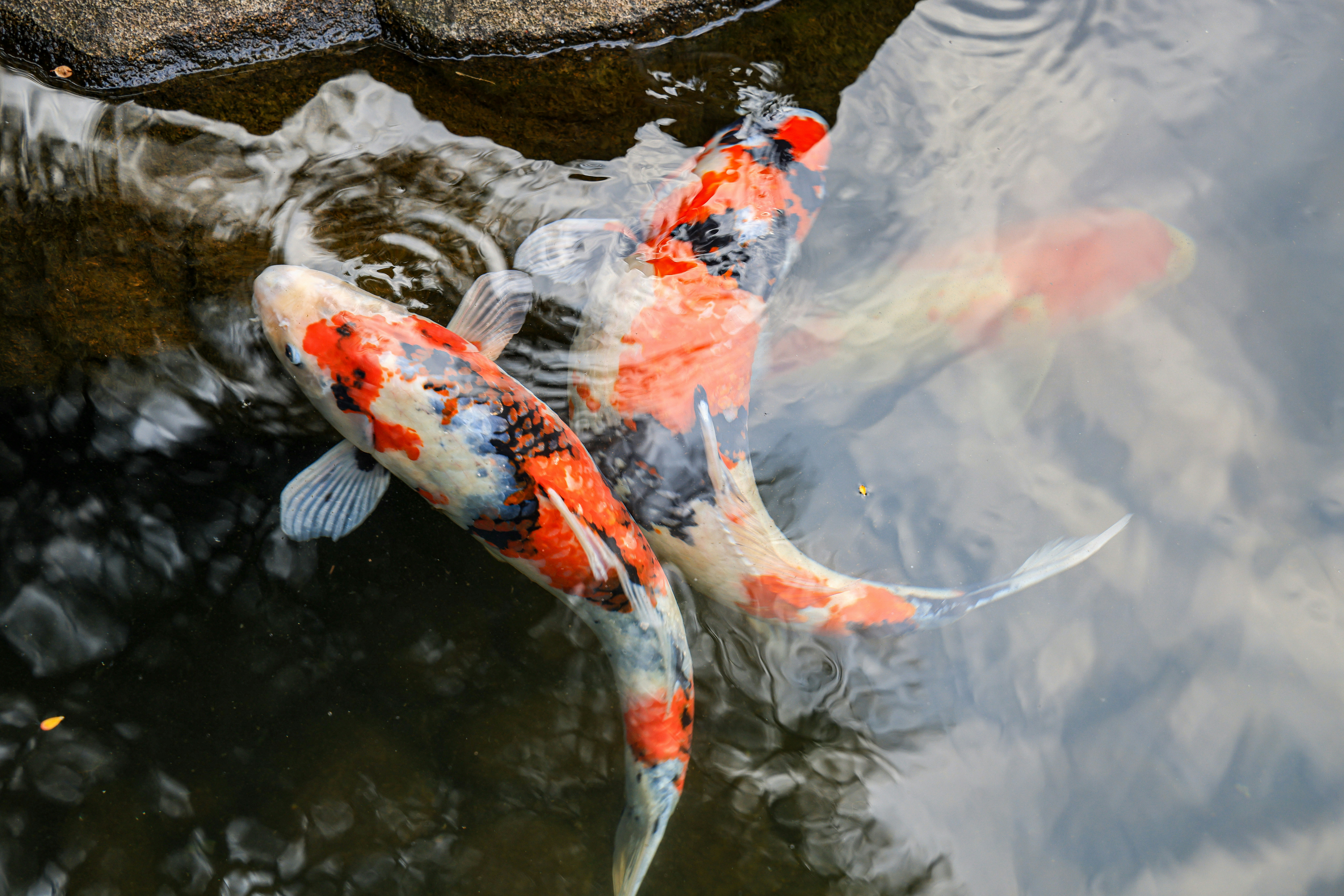 Photo by maximilian_brand