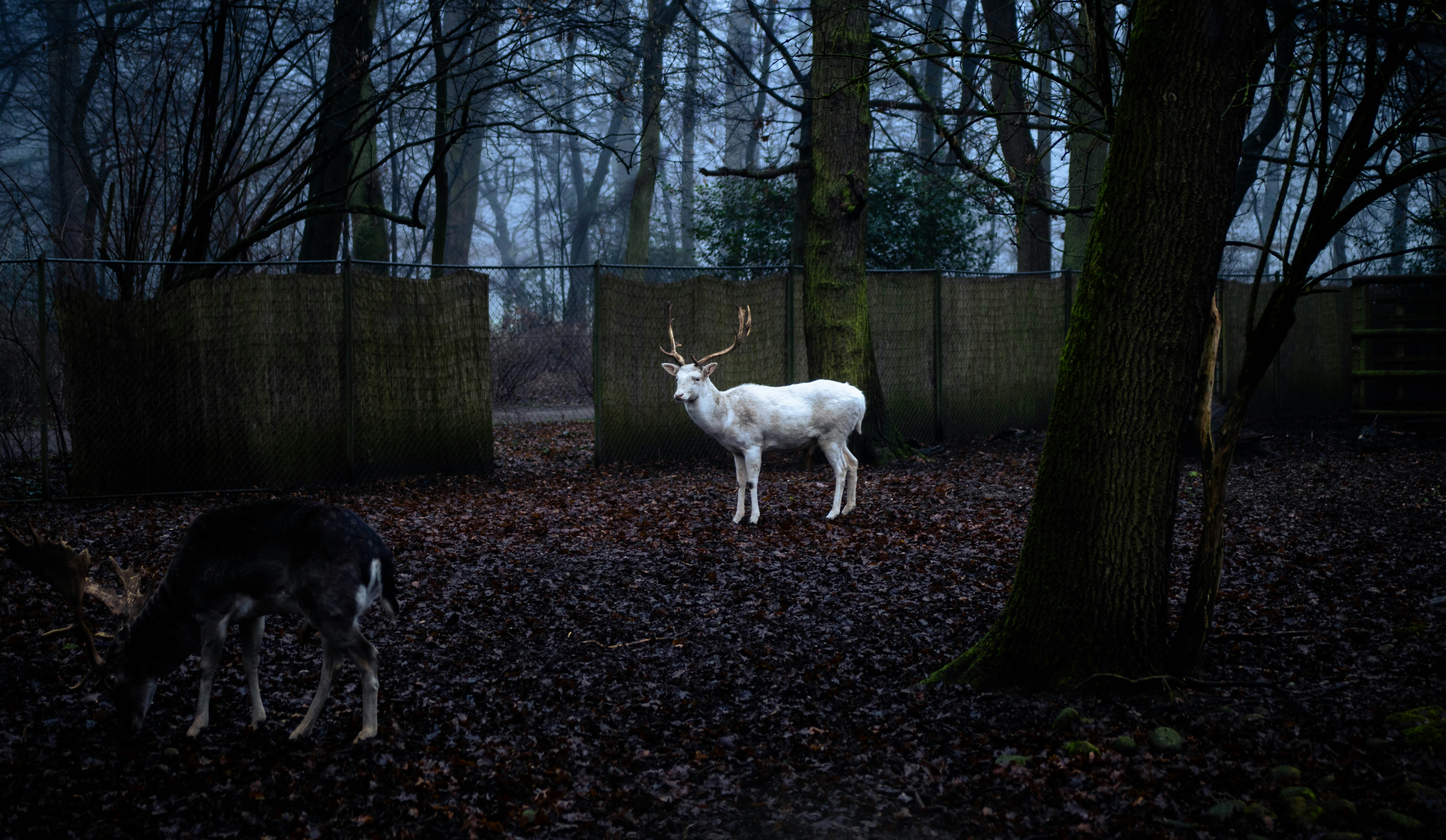 A white deer standing in the middle of a forest