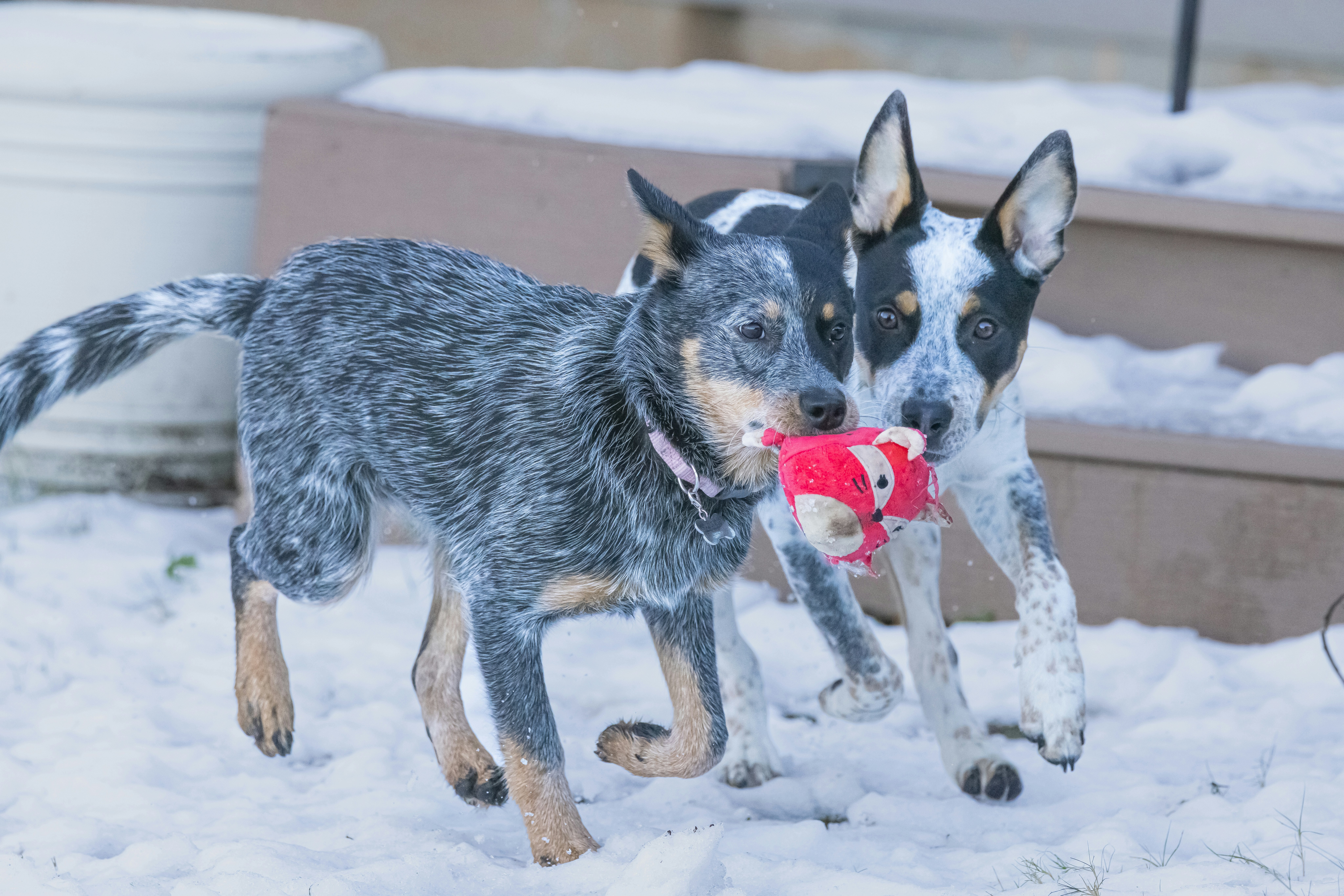 Two dogs playing with a toy in the snow