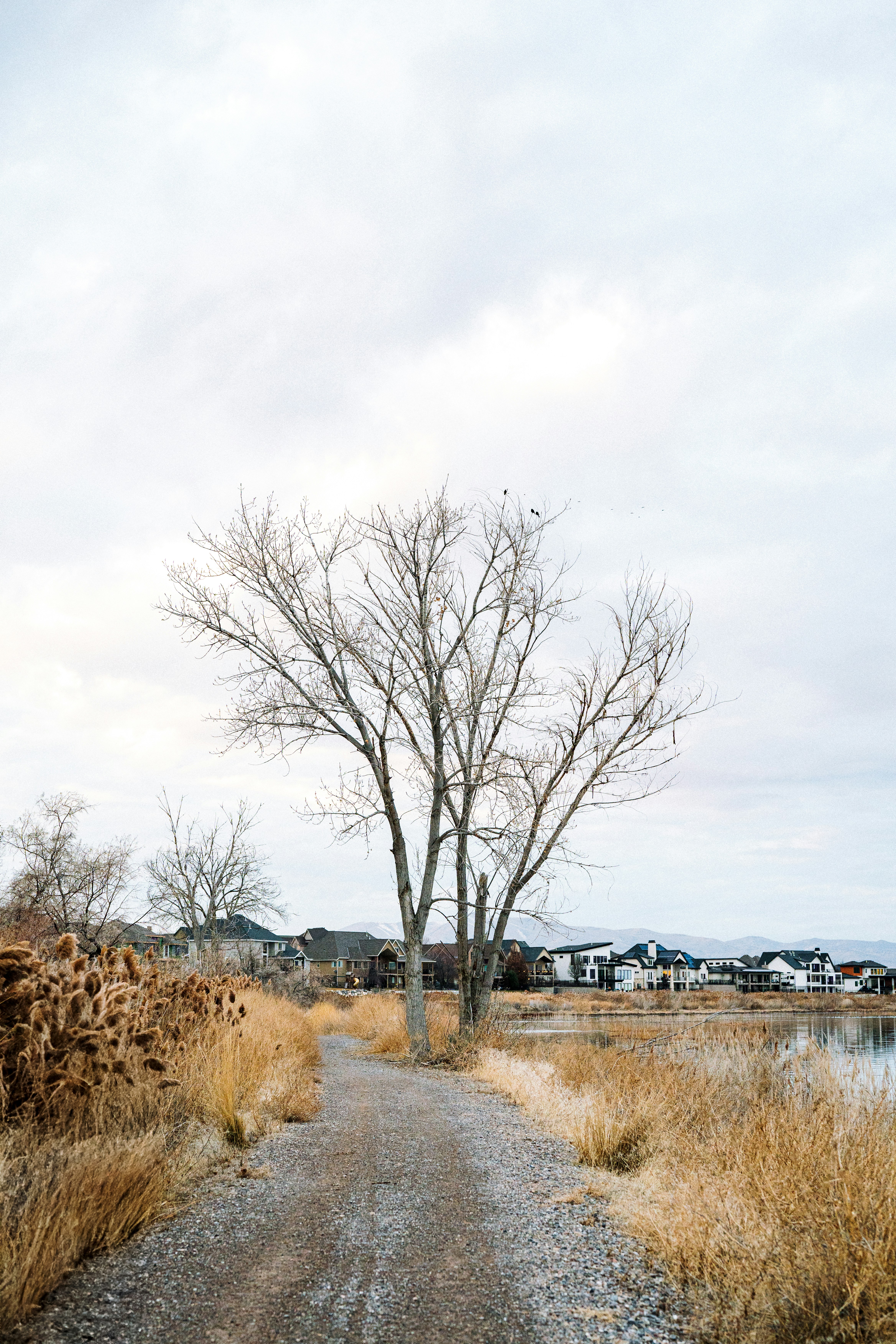 Uma estrada de terra ao lado de uma árvore e um corpo de água