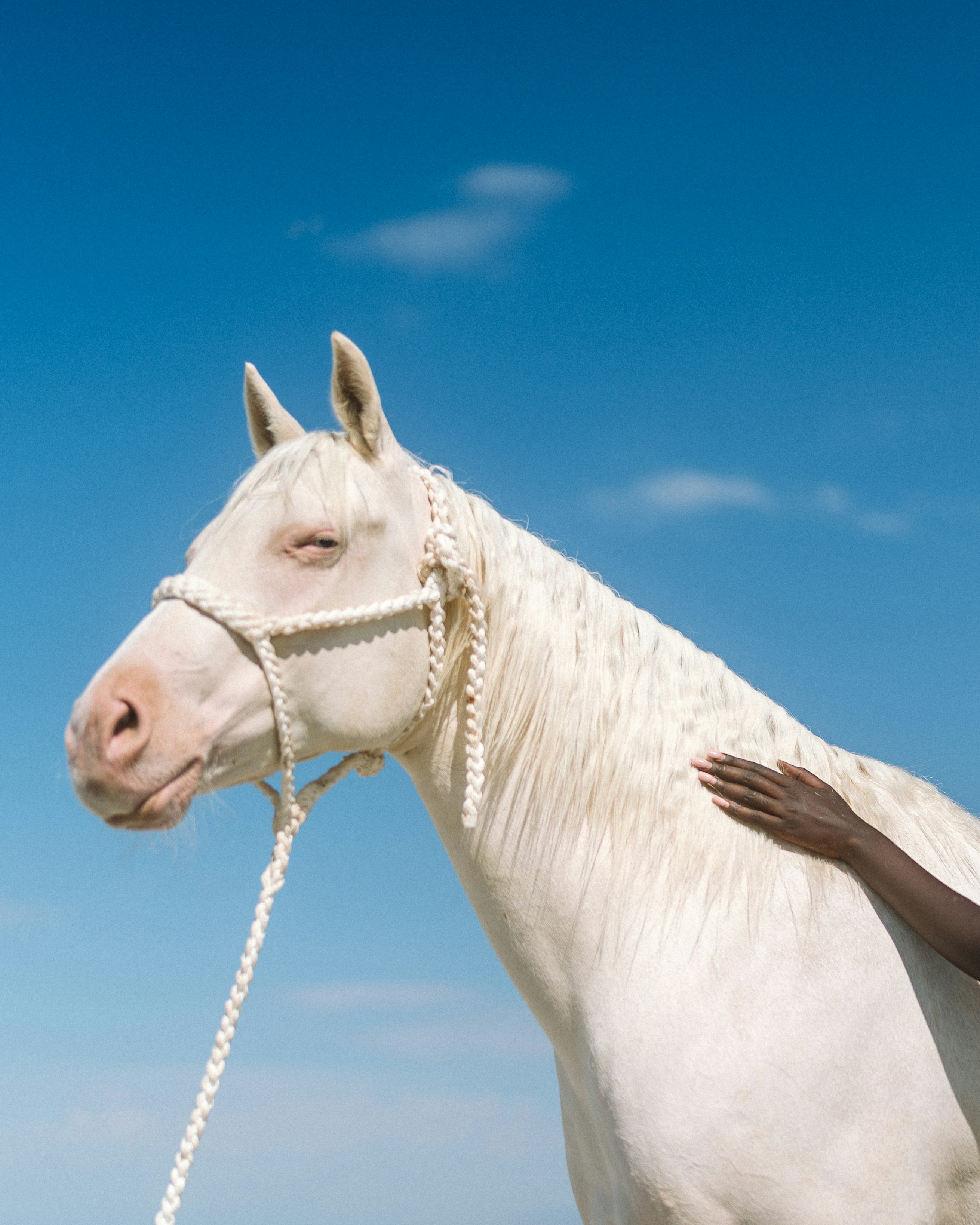 Um cavalo branco com um freio na cabeça
