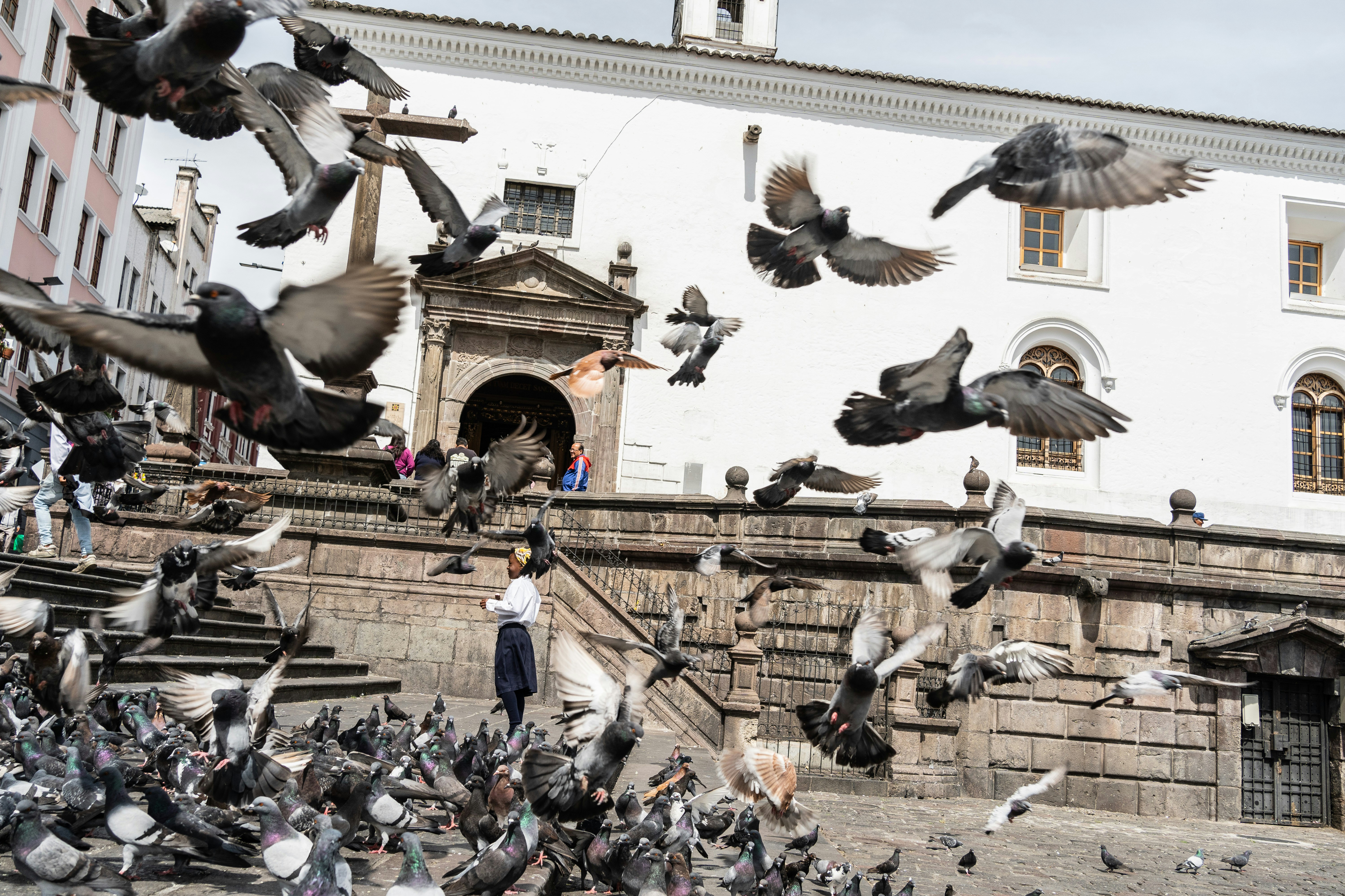 A flock of birds flying over a street next to a building - Quito