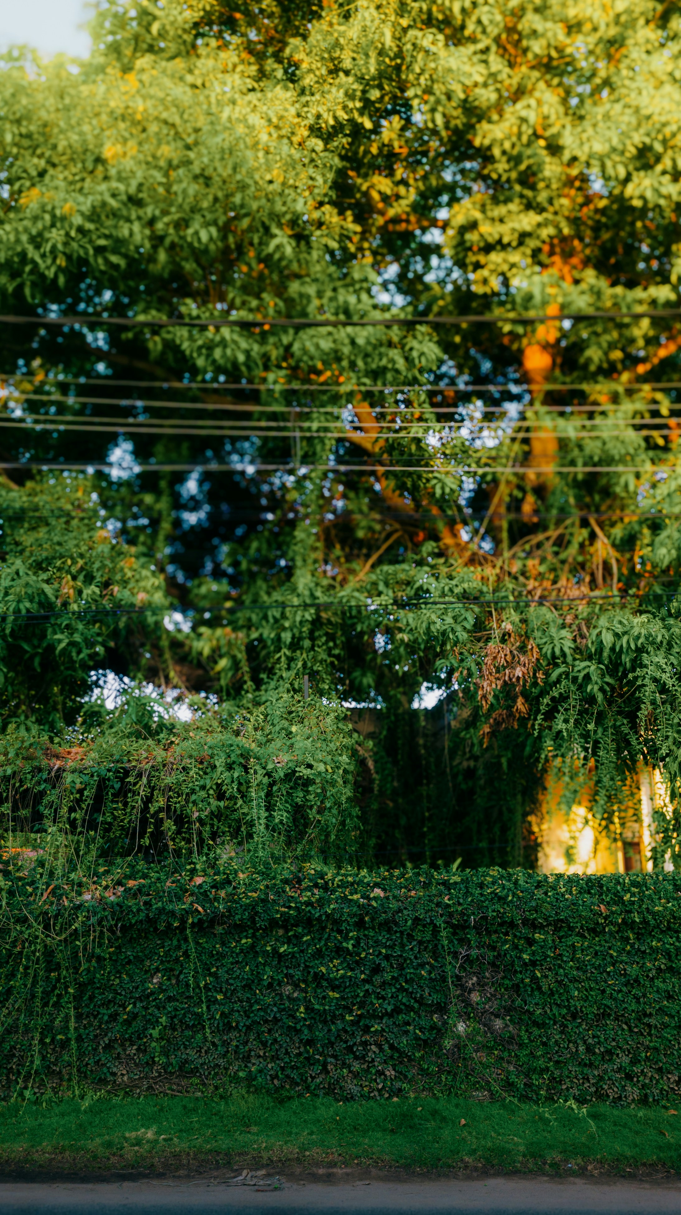 Photo by pocketpixeldiary