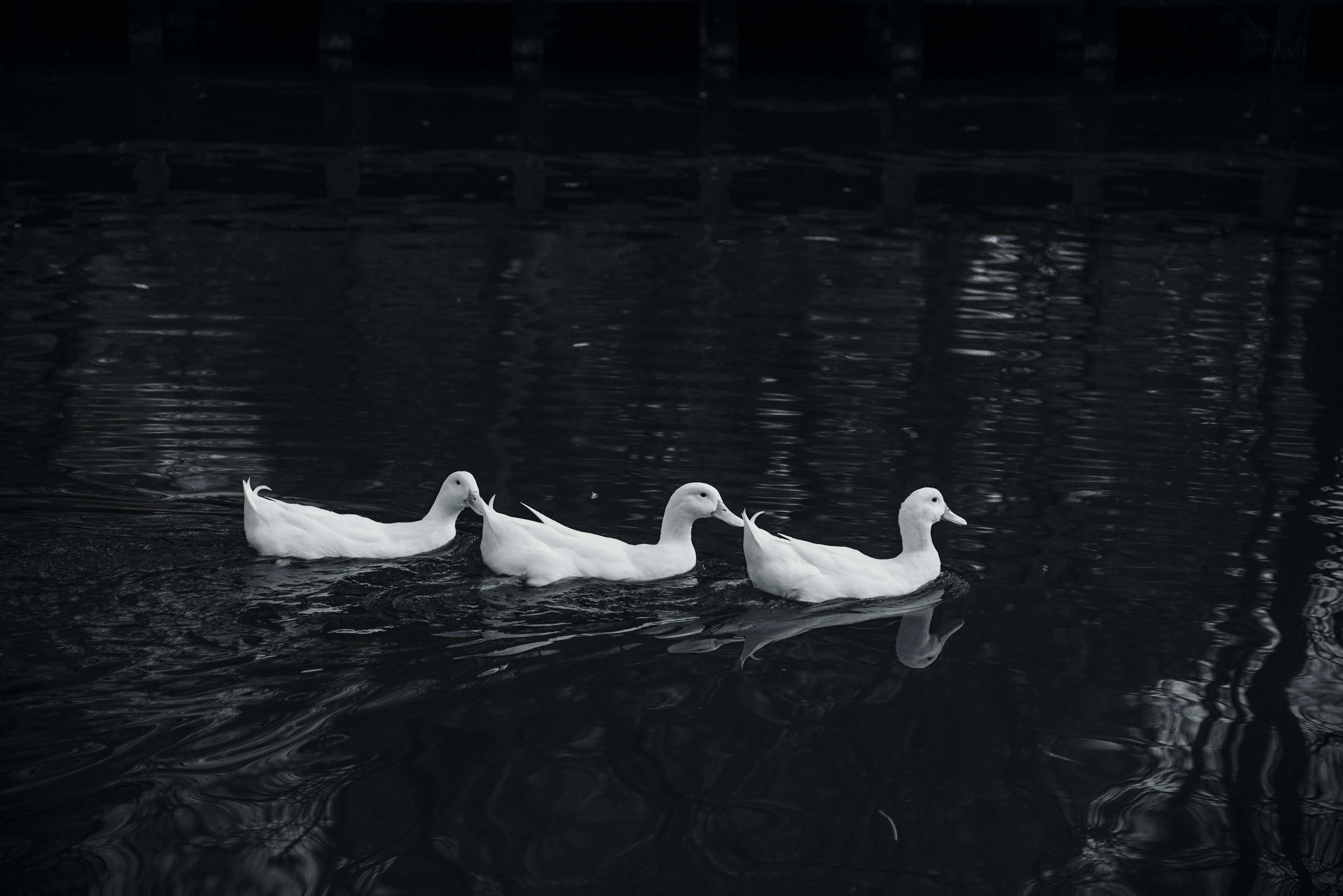 A group of ducks floating on top of a lake