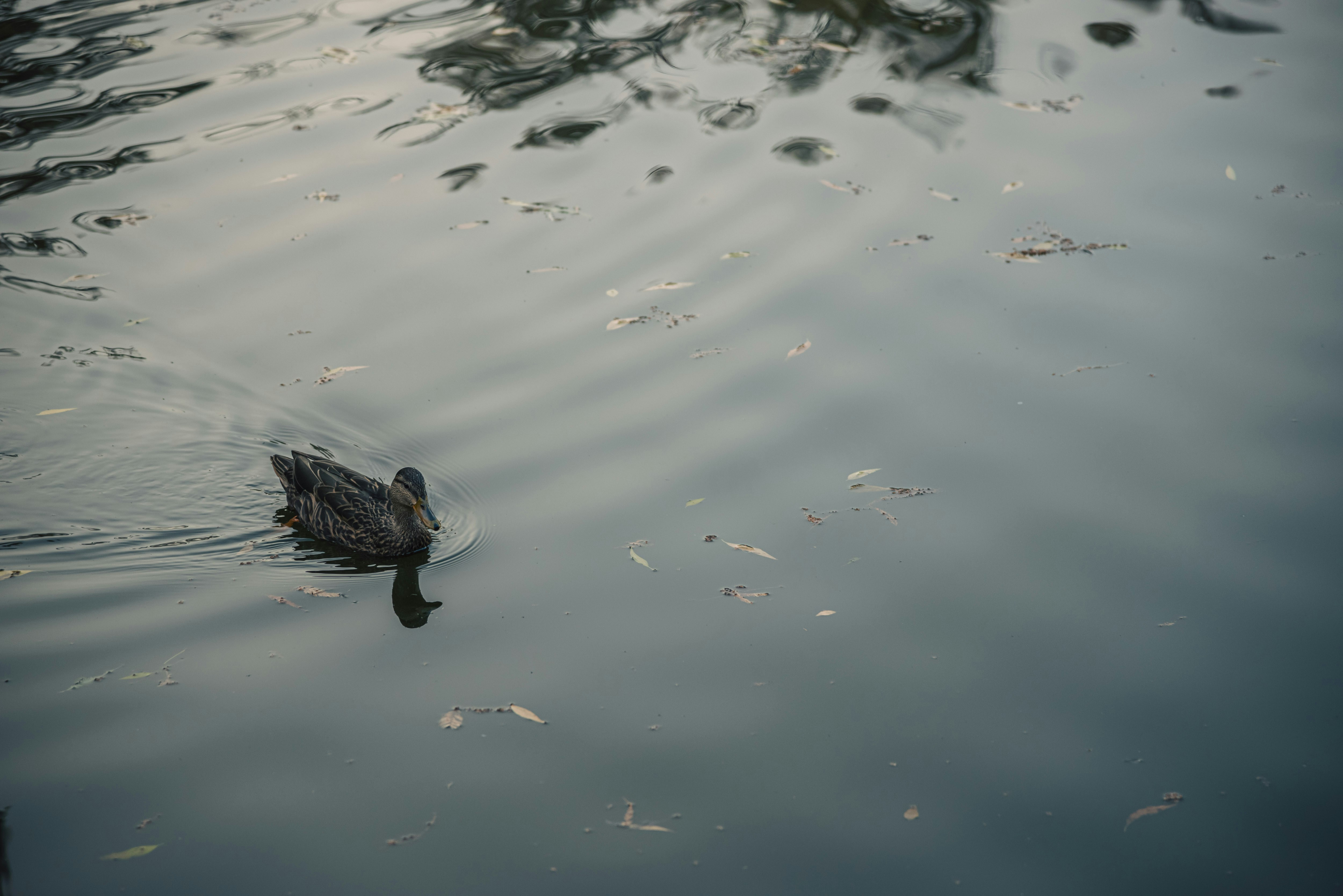 A duck floating on top of a body of water