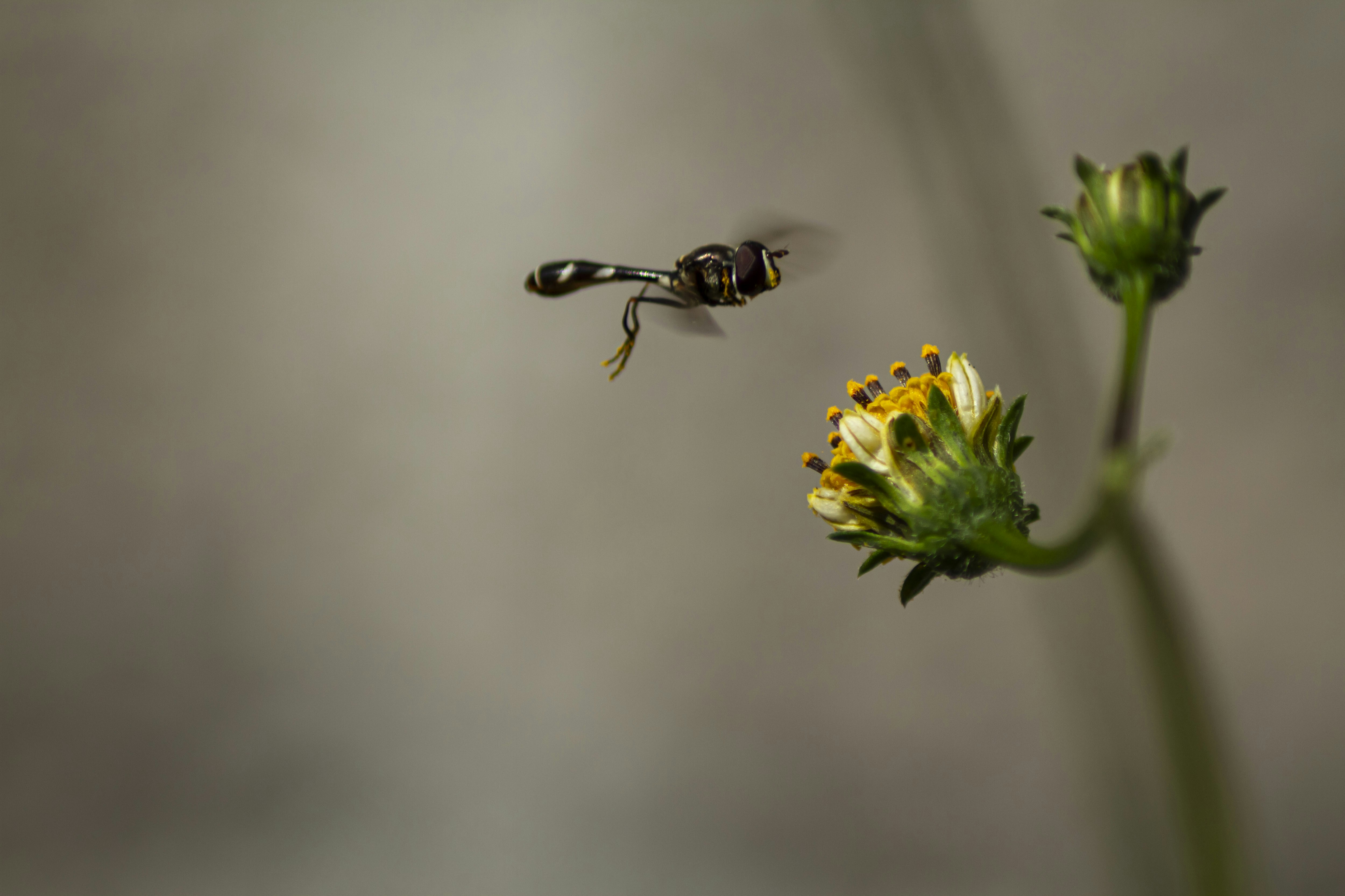 A couple of bees flying over a yellow flower