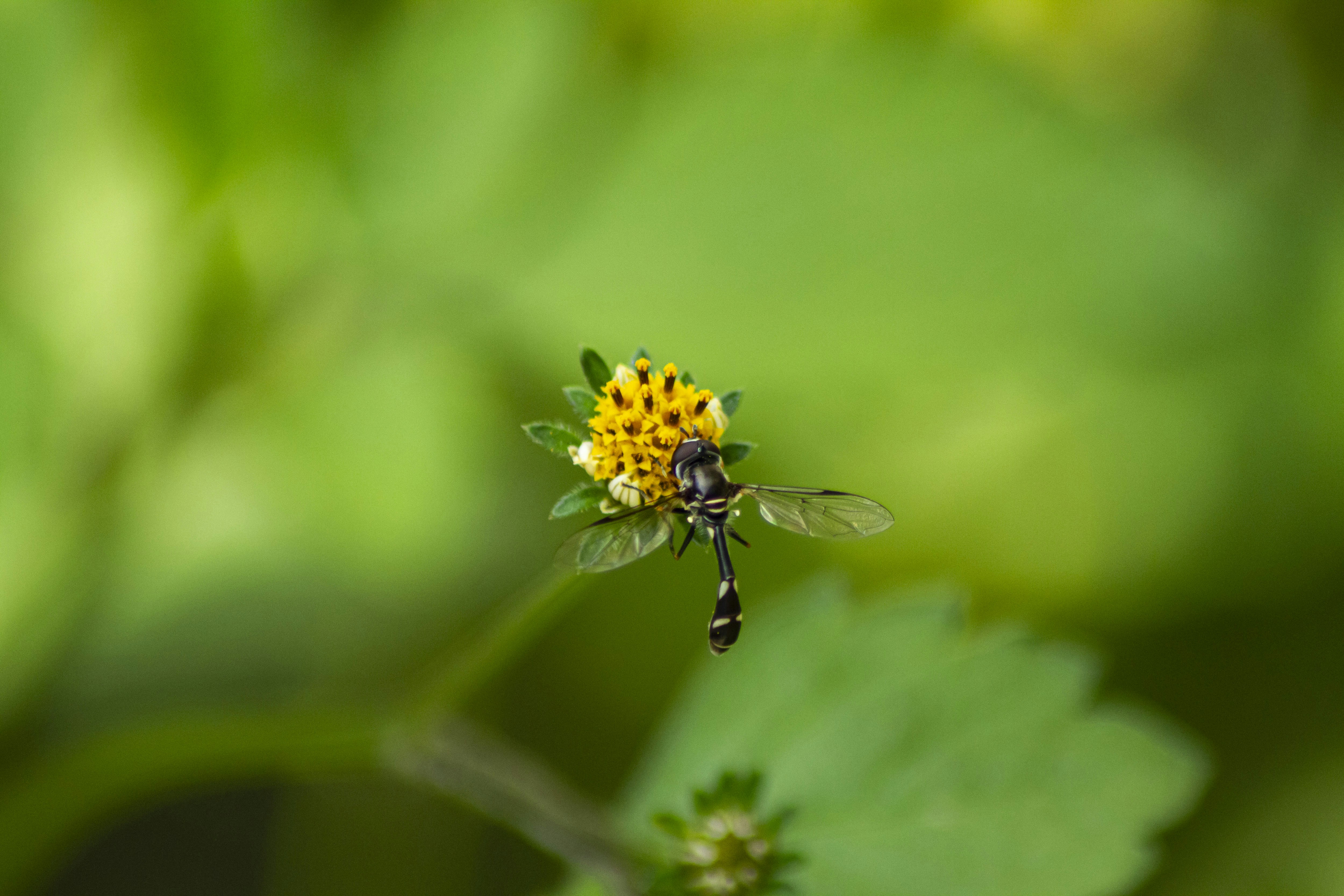 A yellow and black insect sitting on top of a green leaf