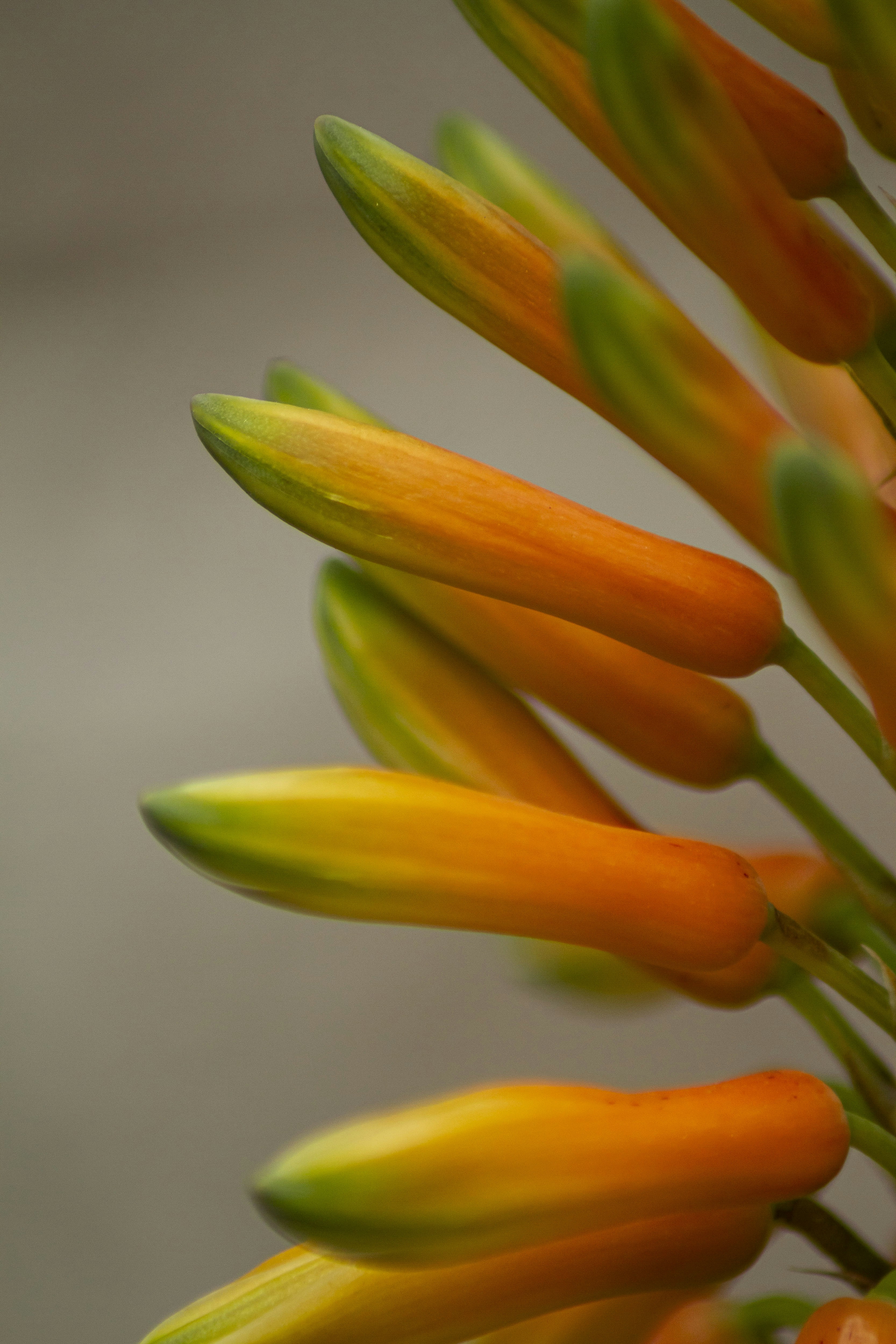 A close up of a bunch of orange flowers