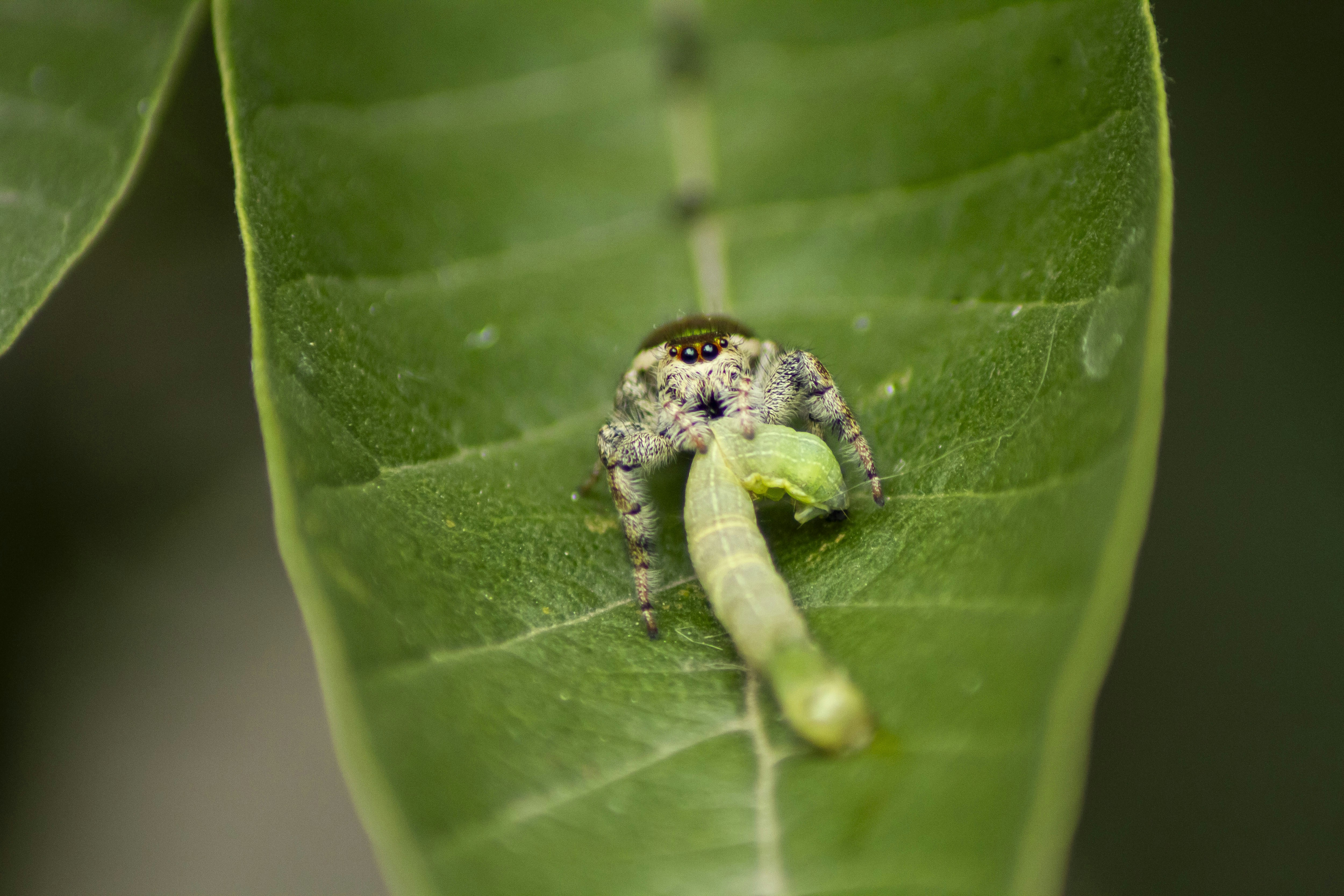 A bug crawling on a green leaf