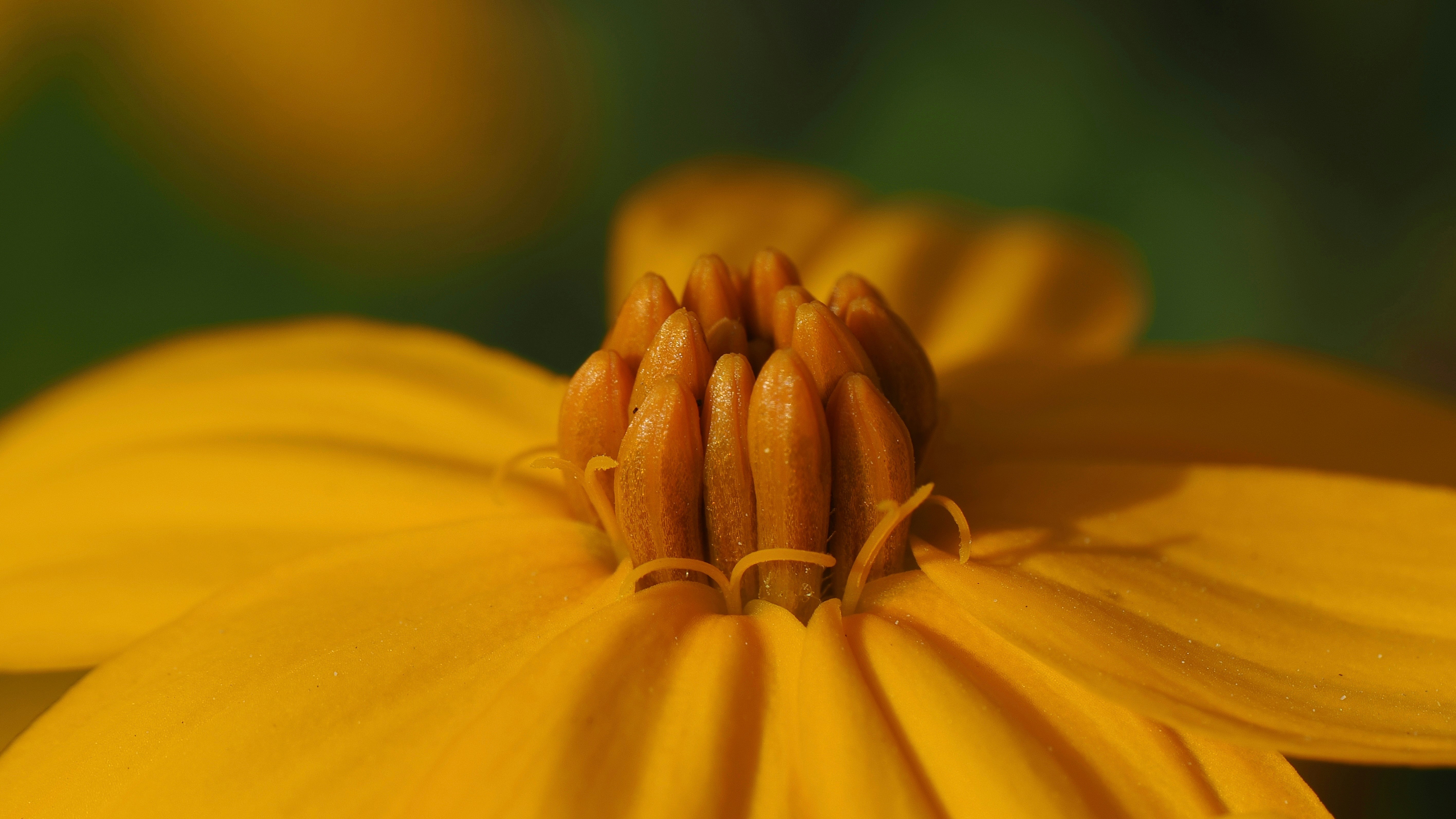 A close up of a yellow flower with a blurry background
