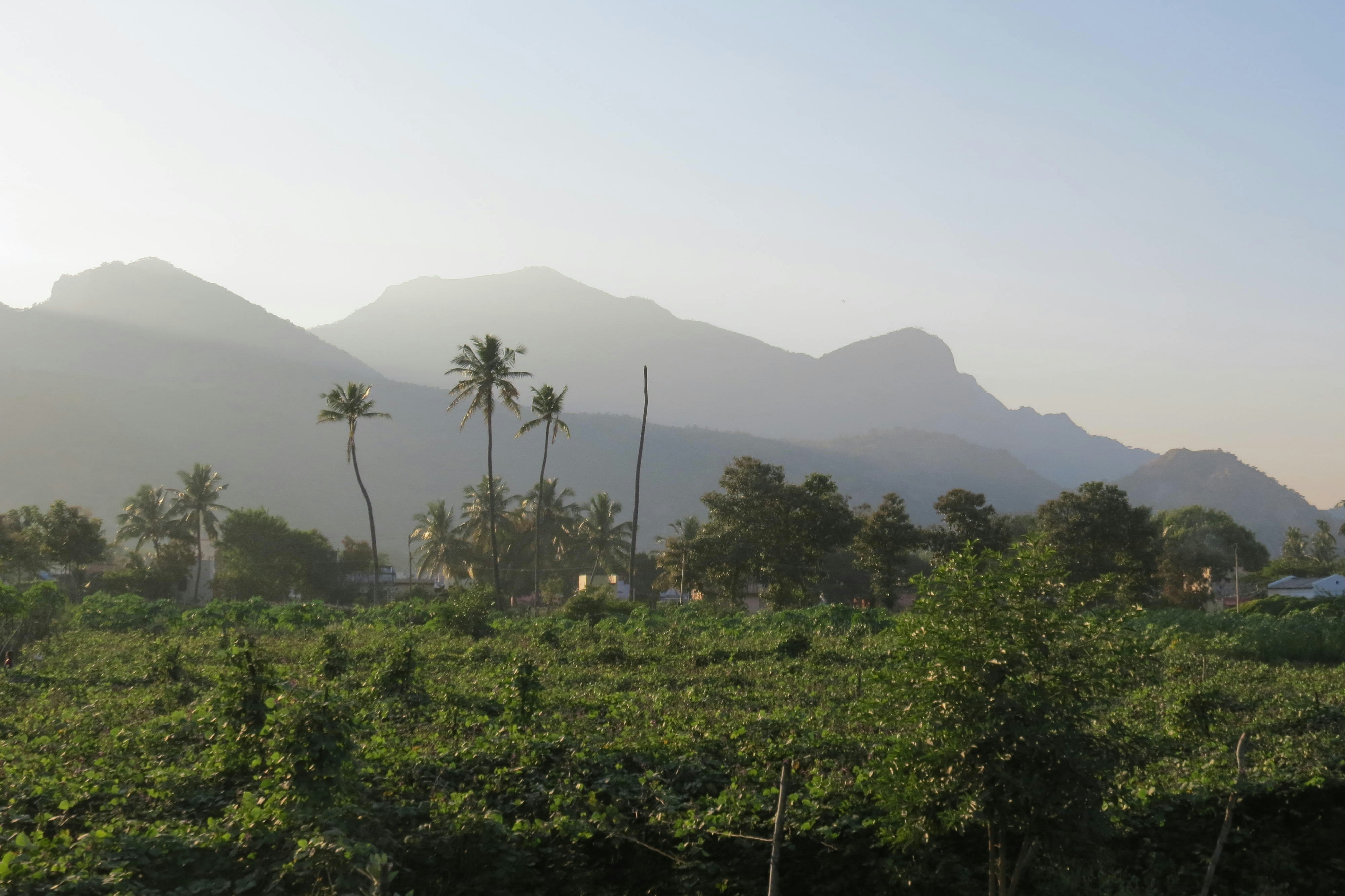 A lush green field with mountains in the background