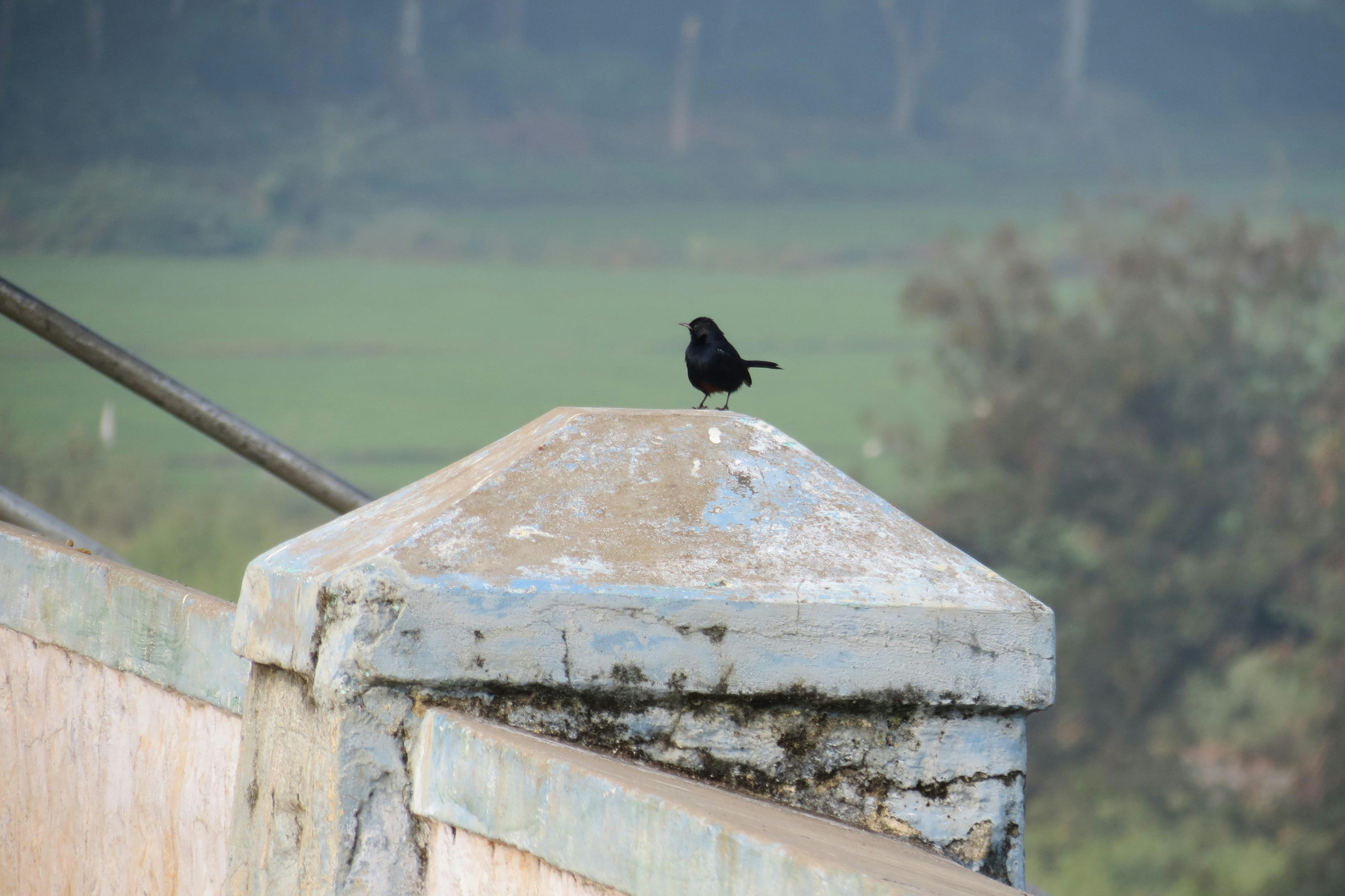 A black bird sitting on top of a cement wall