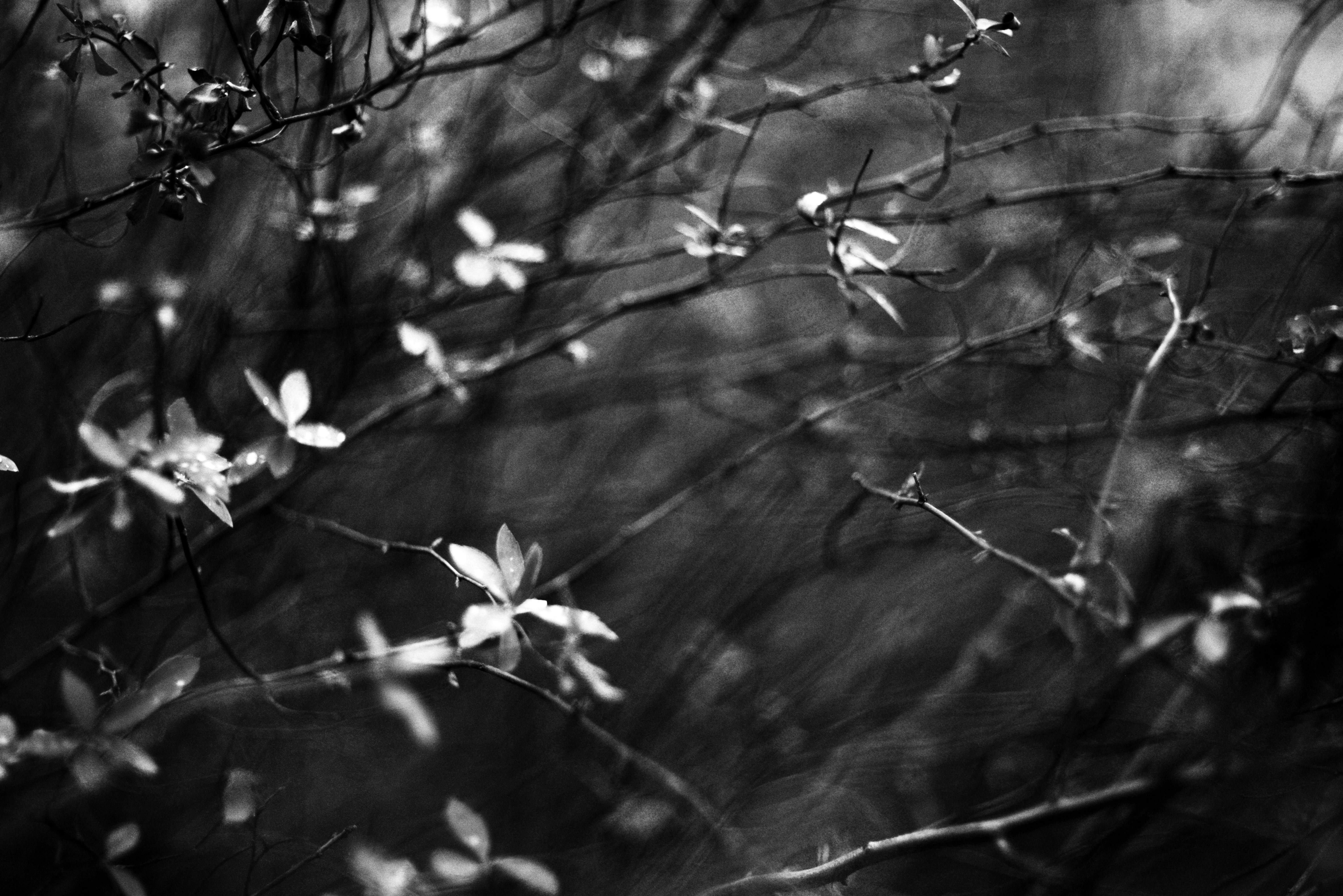 Photo by cherstve_pechivo