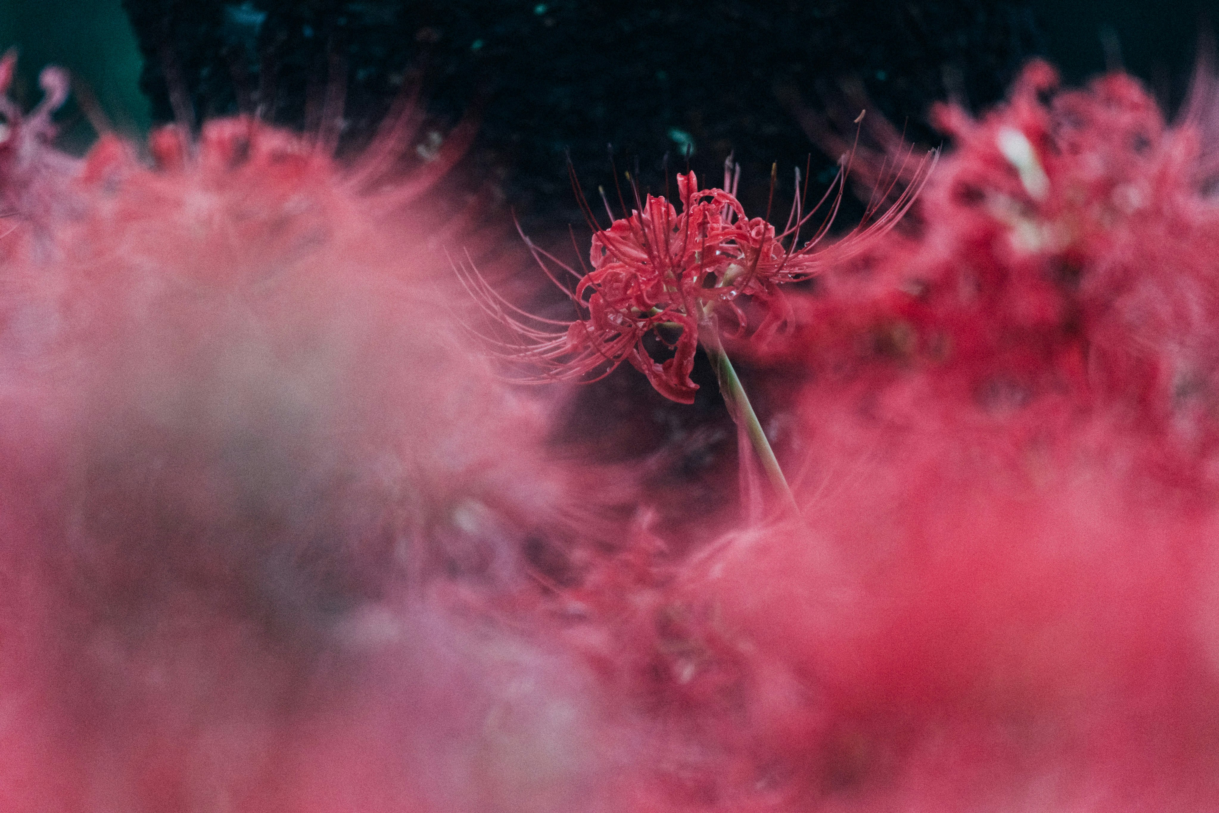 Photo by tsuyoshikozu