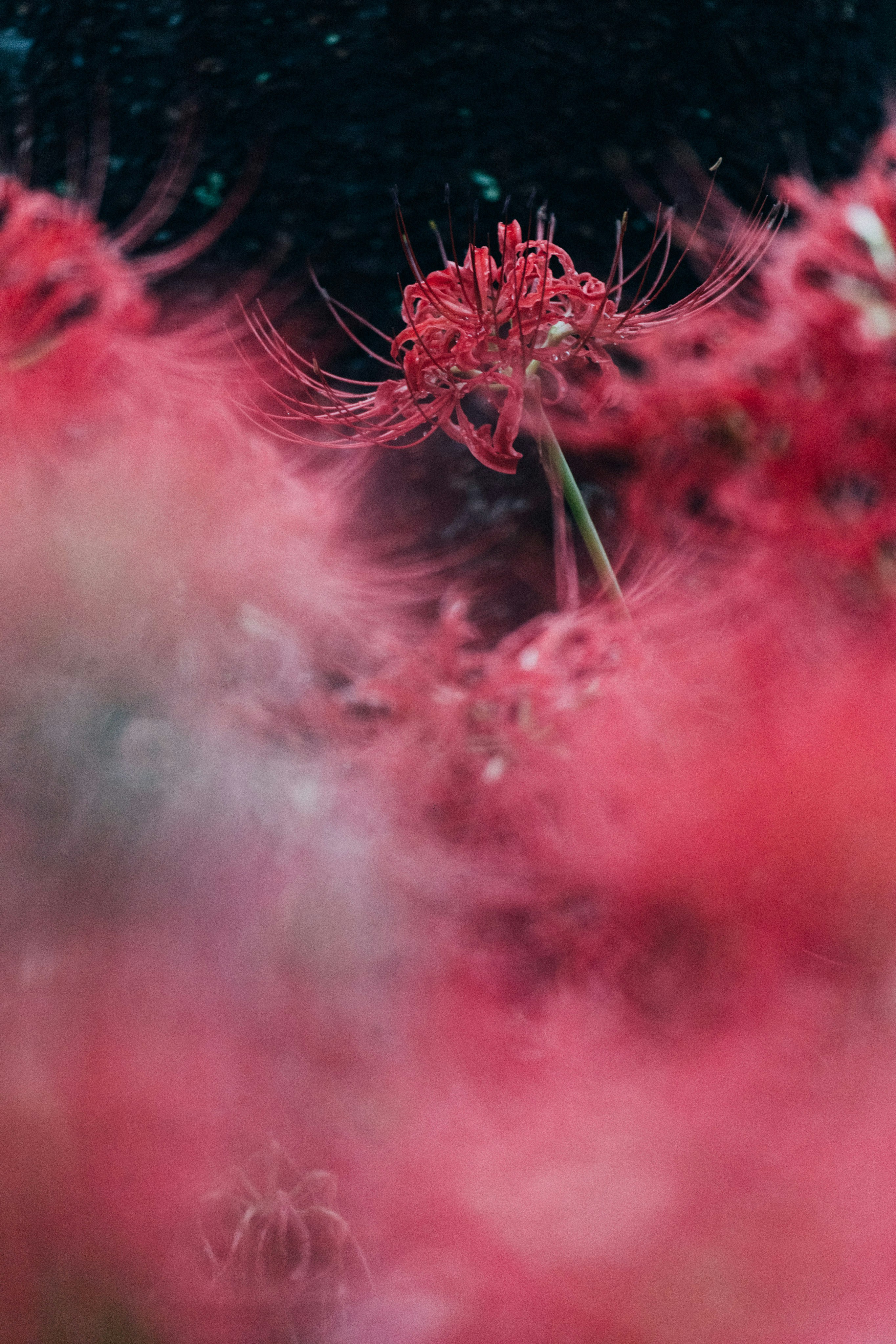 Photo by tsuyoshikozu