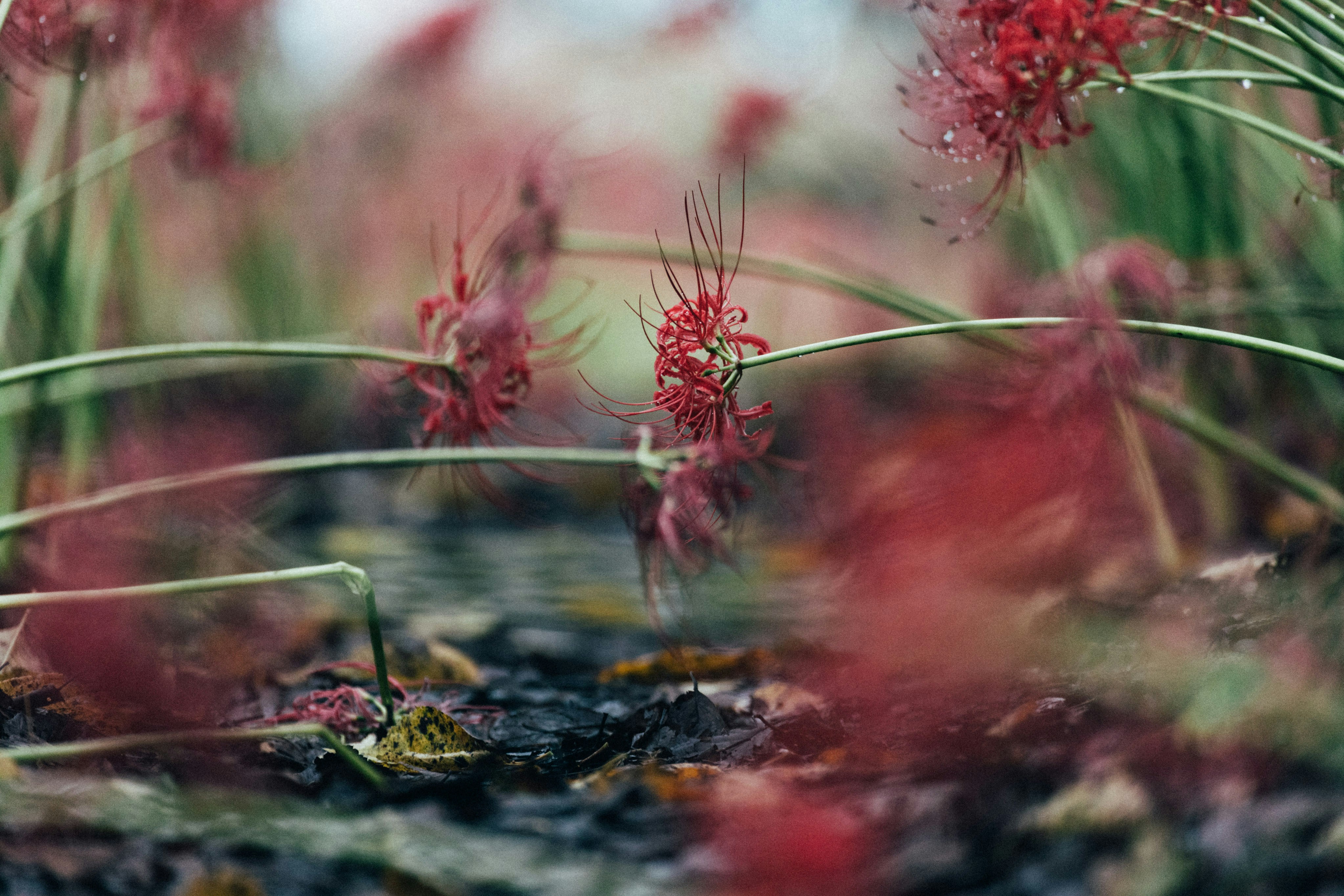 Photo by tsuyoshikozu