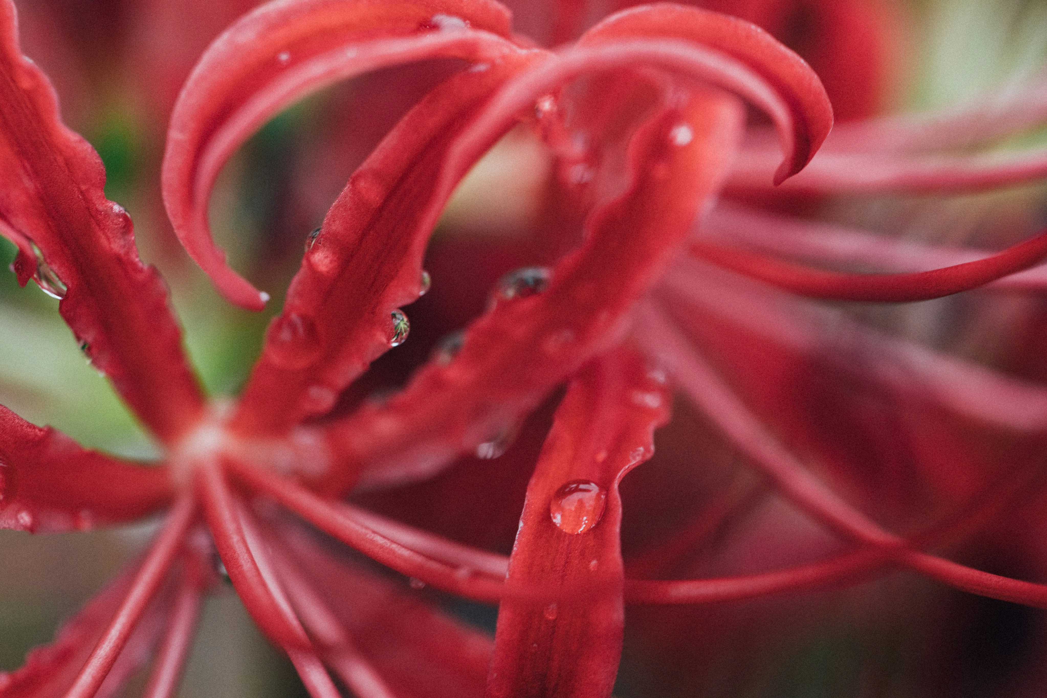 Photo by tsuyoshikozu