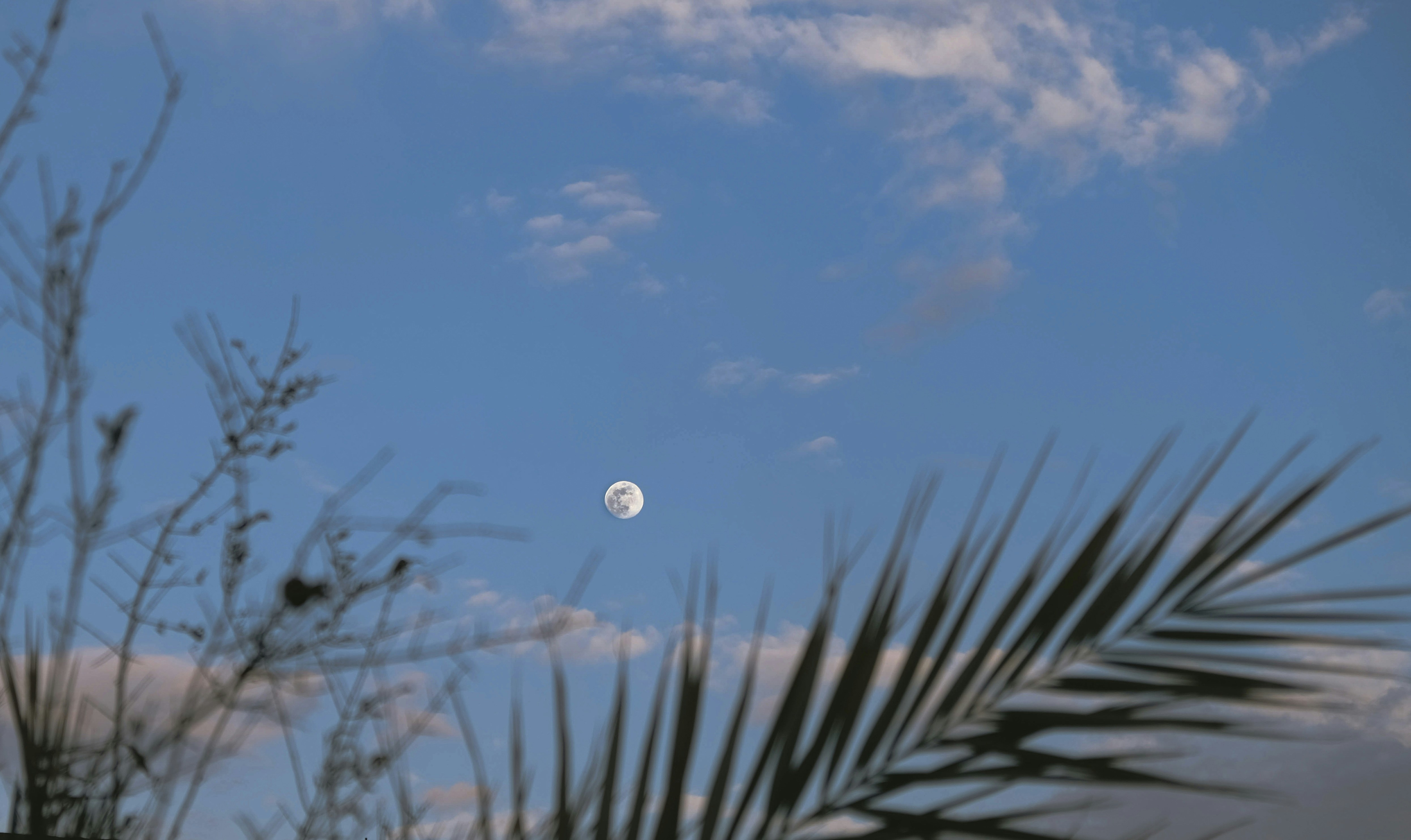 A view of the moon through the branches of a palm tree
