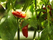 A group of red peppers growing on a plant