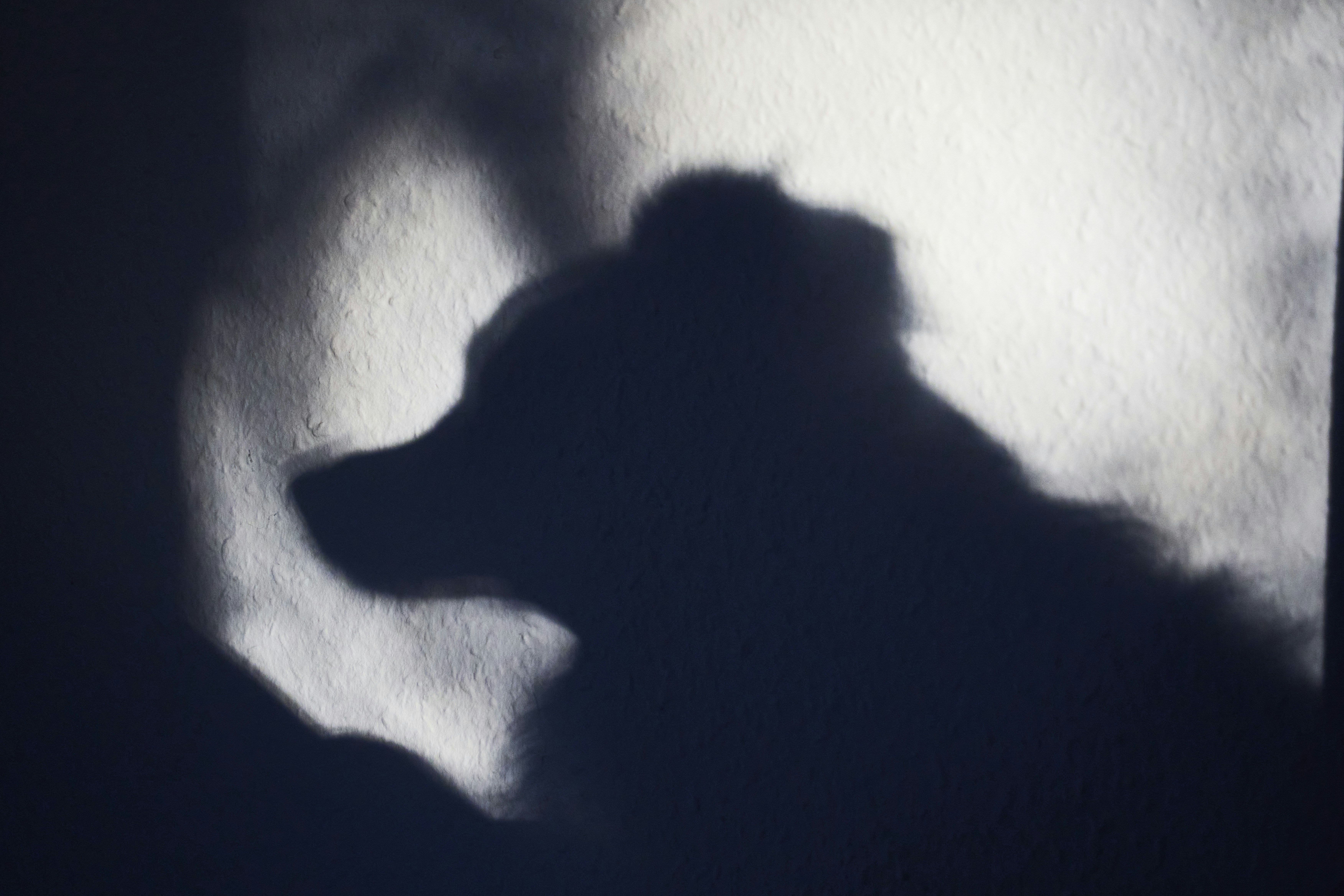 Photo by wolfgang_hasselmann