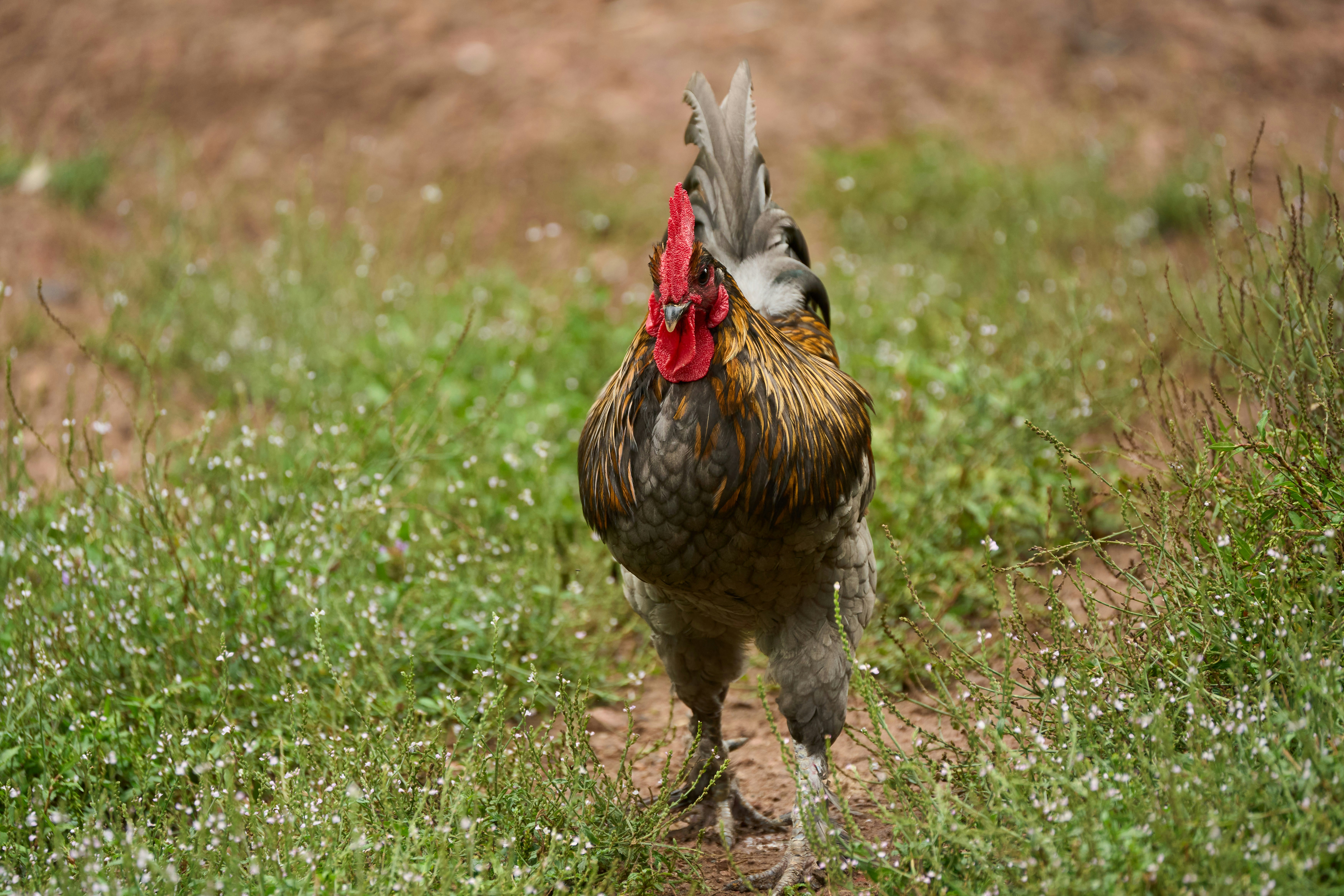 Photo by wolfgang_hasselmann