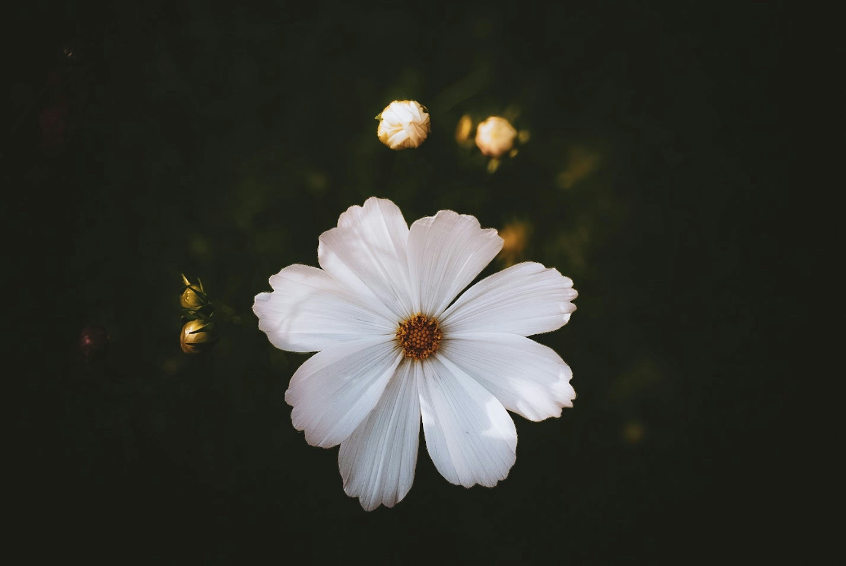 Photo by pparimita19