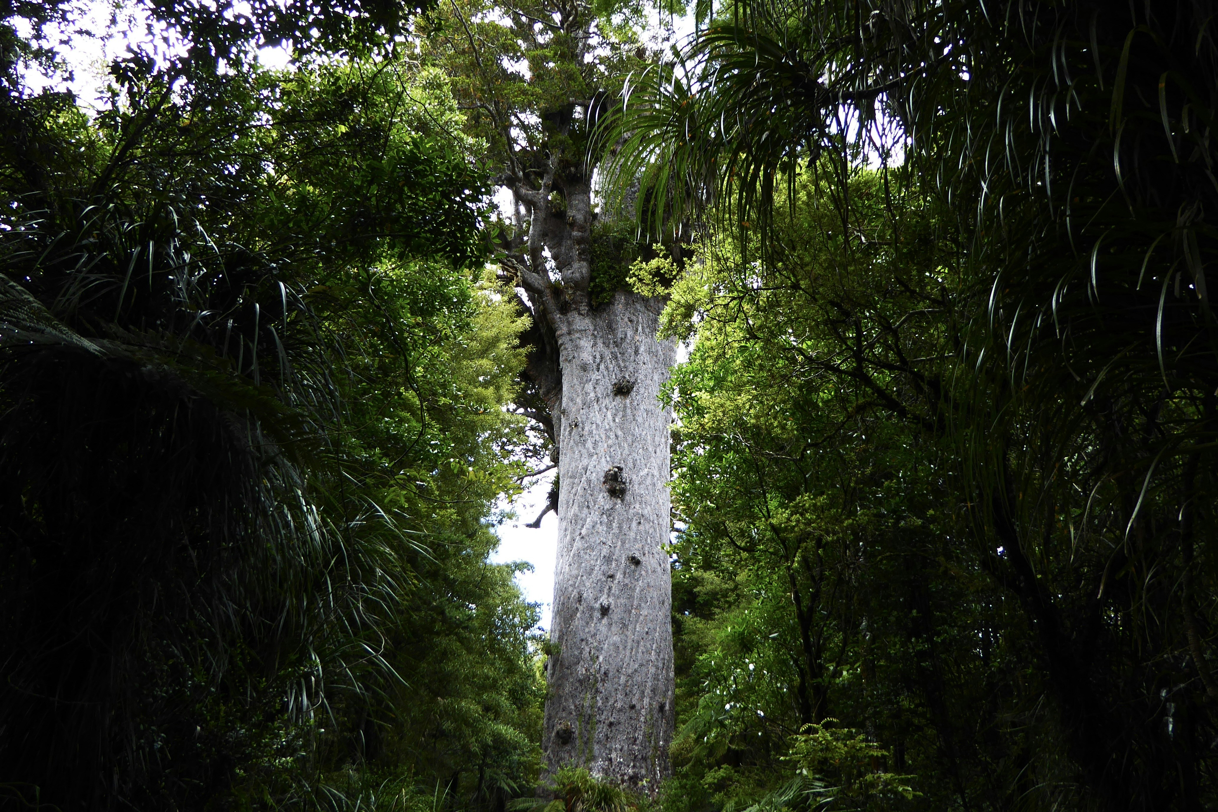A very tall tree in the middle of a forest
