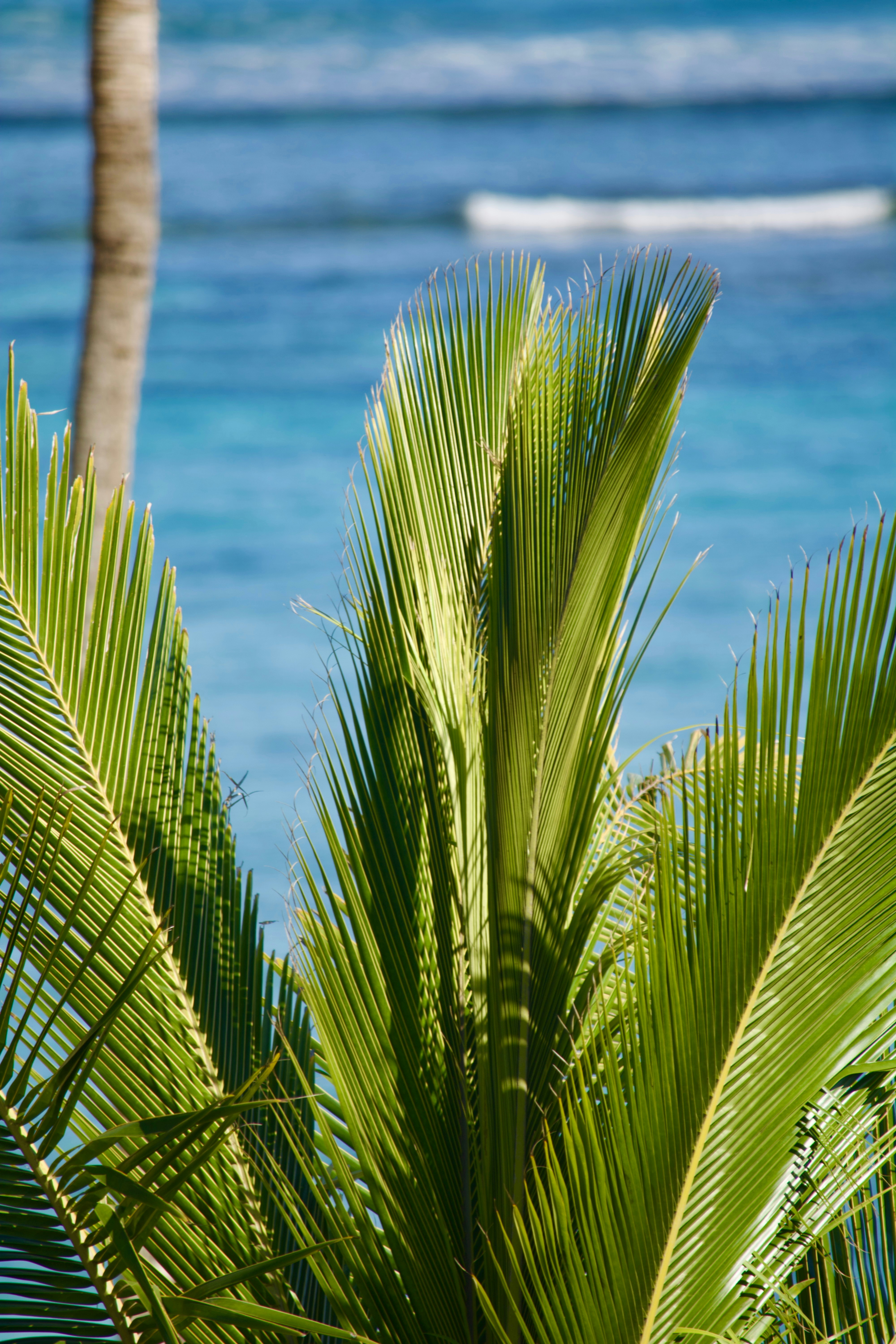 Uma palmeira com um barco ao fundo