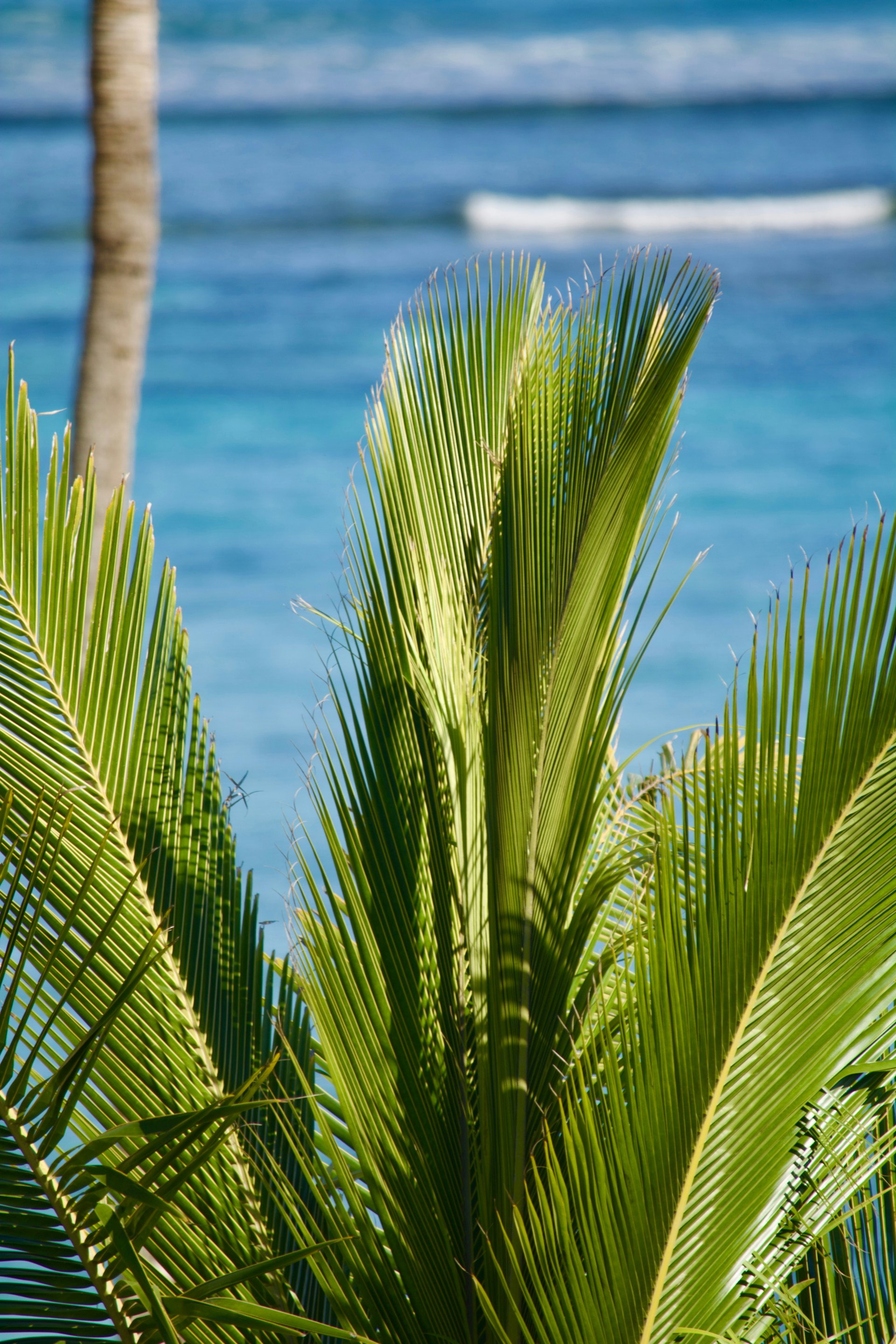 A palm tree with a boat in the background