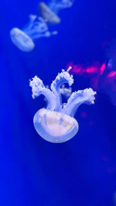A group of jellyfish swimming in an aquarium