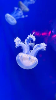 A group of jellyfish swimming in an aquarium