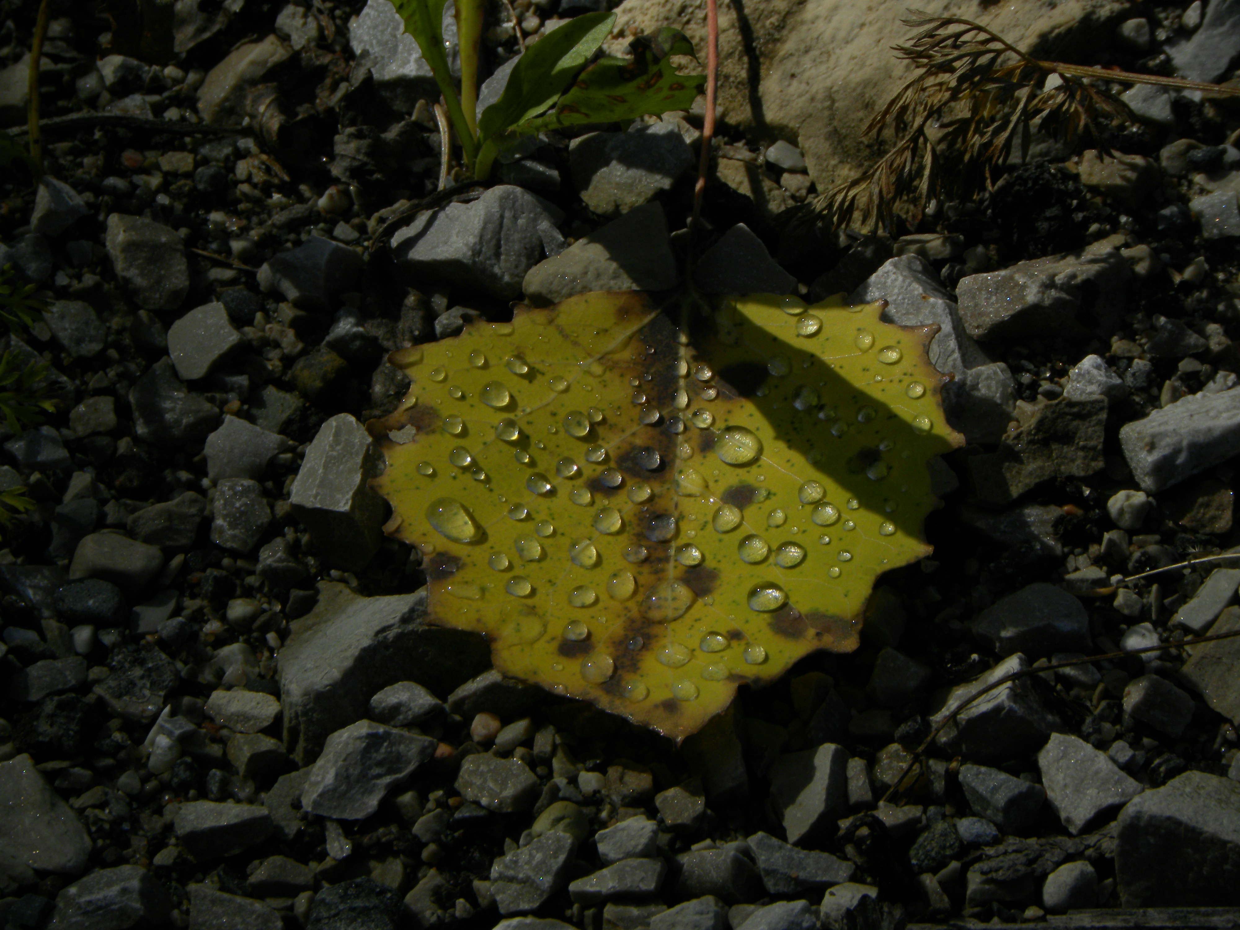 Photo by dunigan