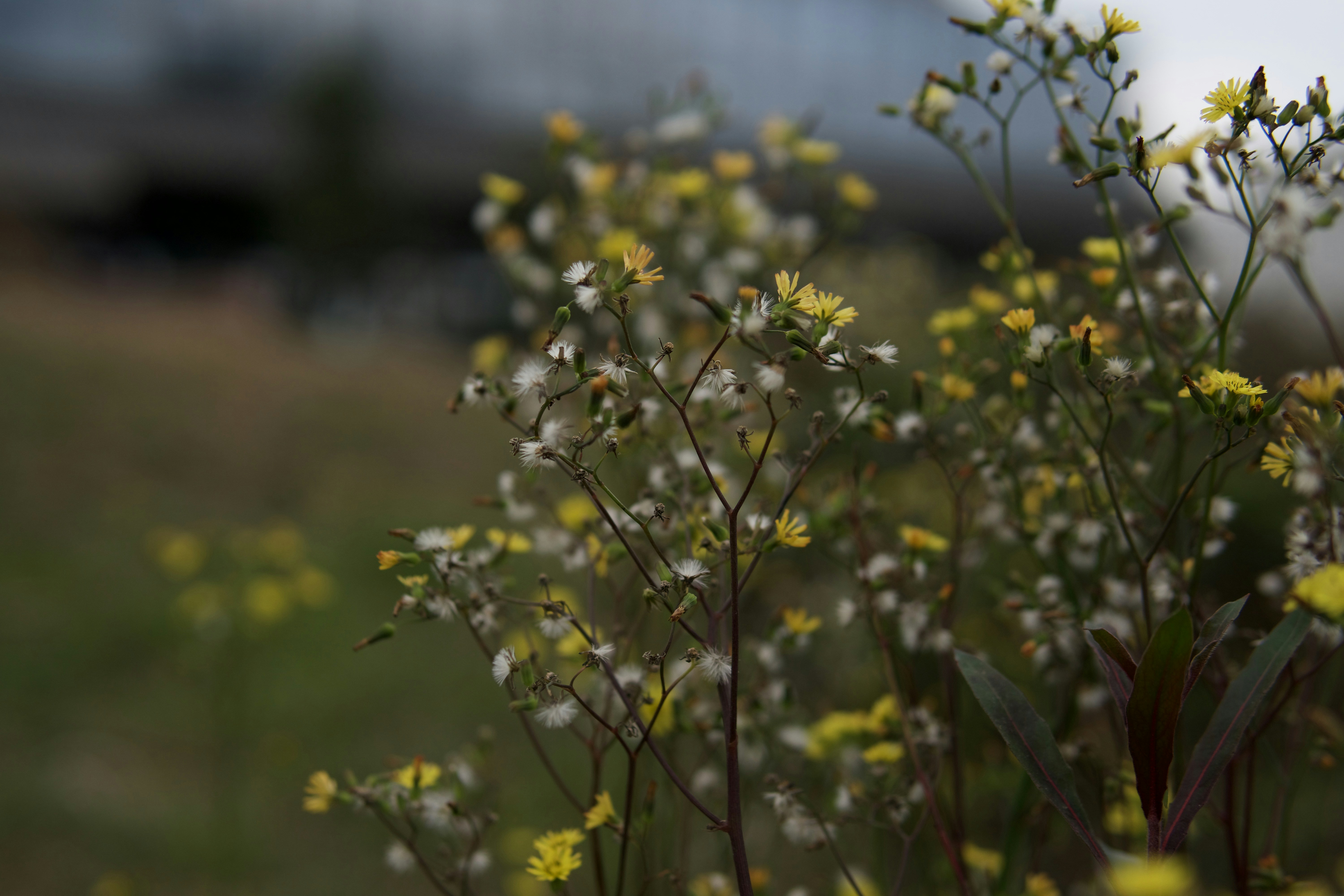 Photo by chosen0