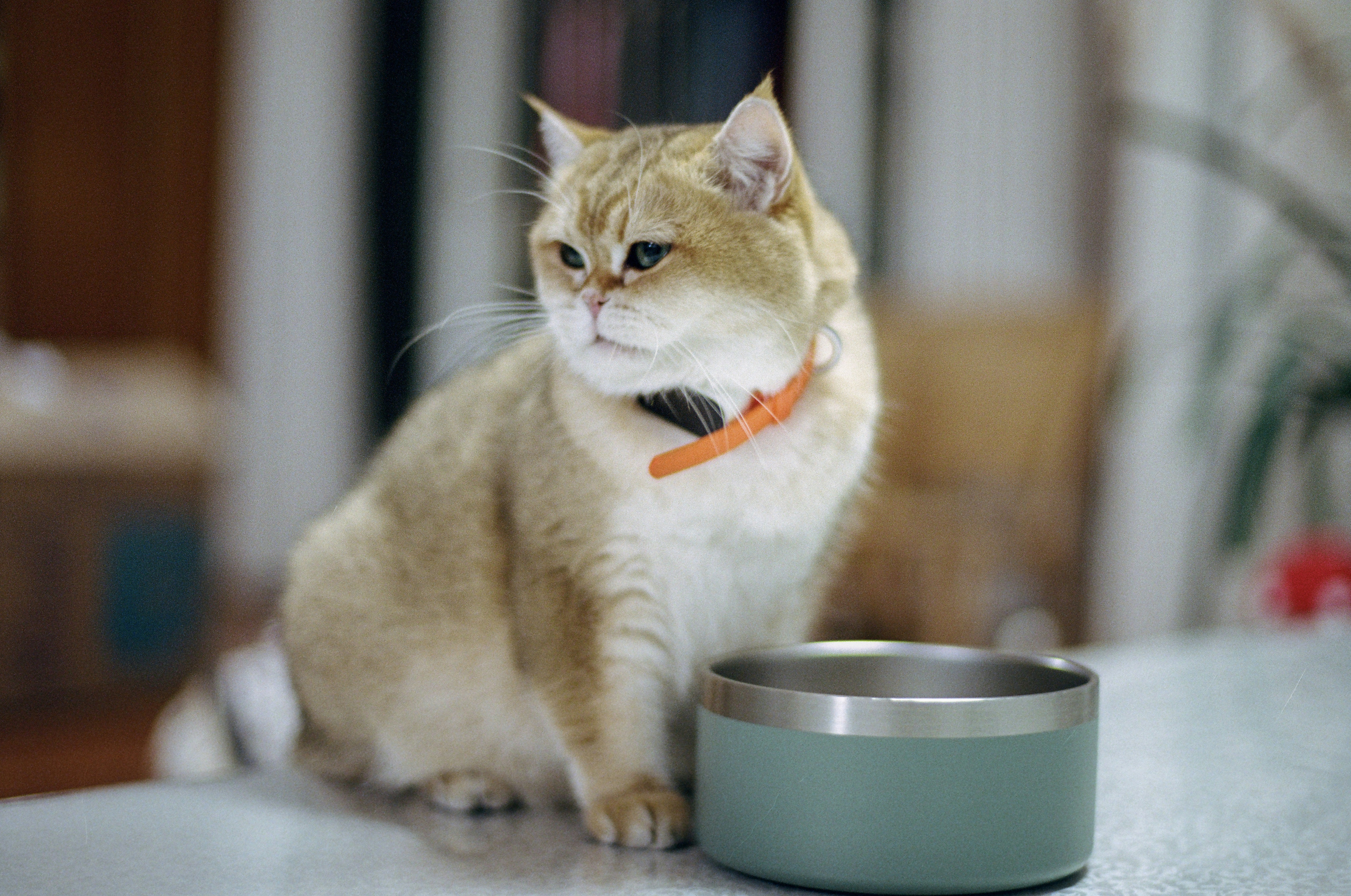 A cat sitting on a table next to a bowl