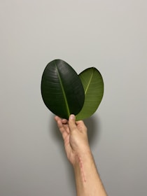 A person holding a green leaf in their hand