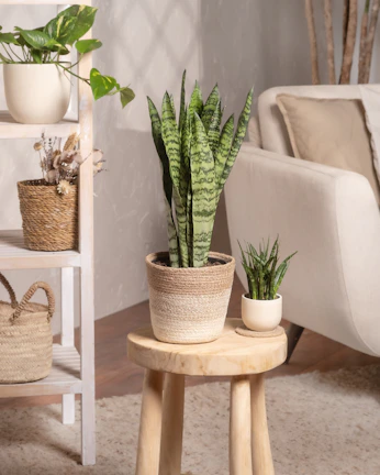 A living room filled with furniture and a potted plant