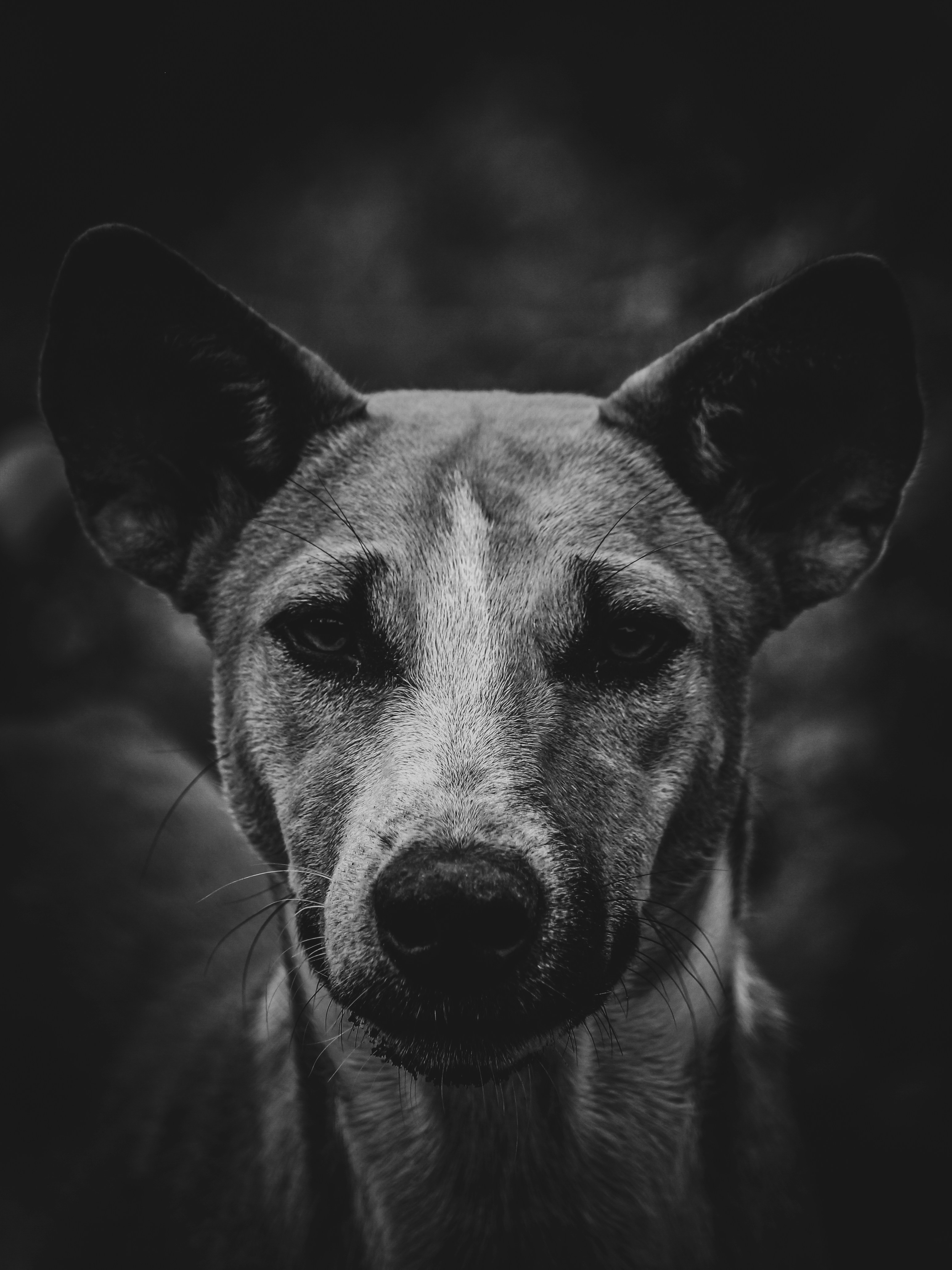 Photo by itsbiswanath