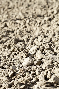 A bird standing on top of a dirt field