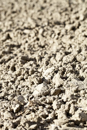 A bird standing on top of a dirt field