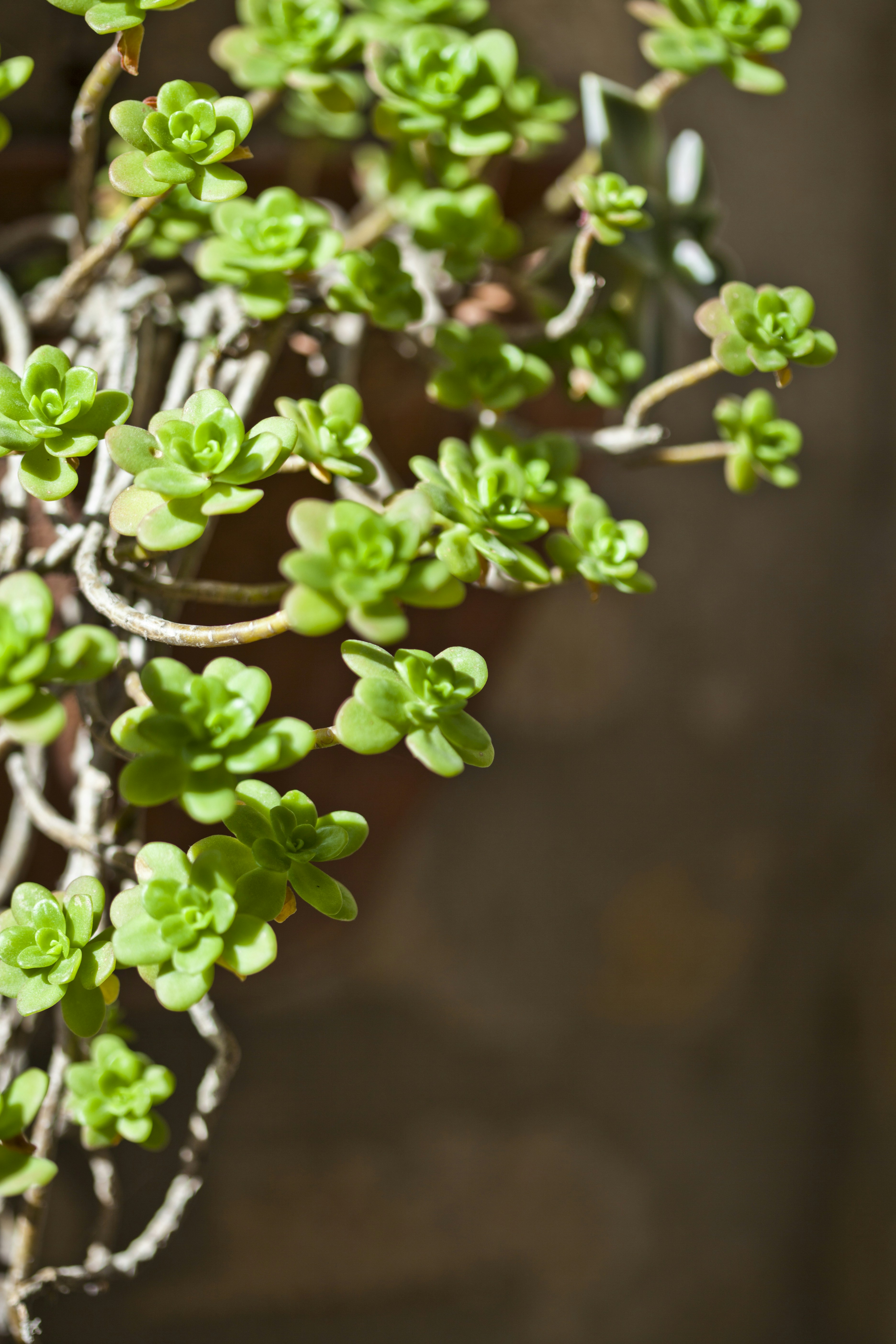 Un primer plano de una planta en maceta con hojas verdes
