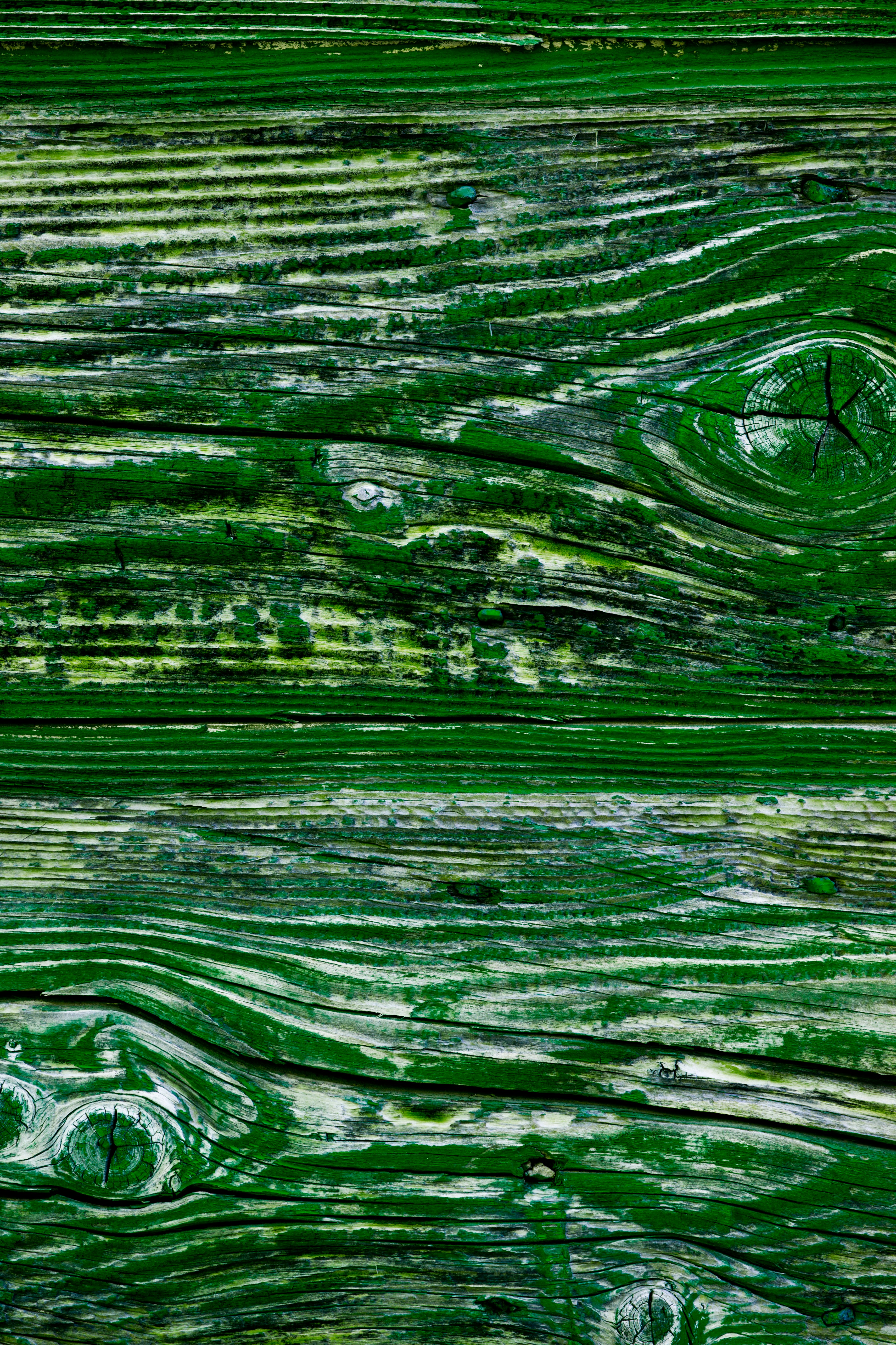 緑の木の質感のクローズアップ
