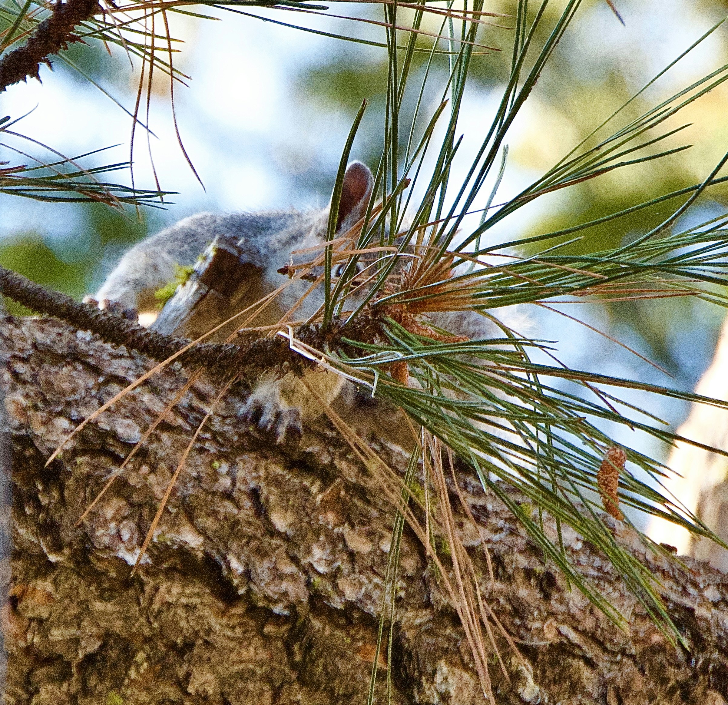 Western gray squirrel behind pine needles
