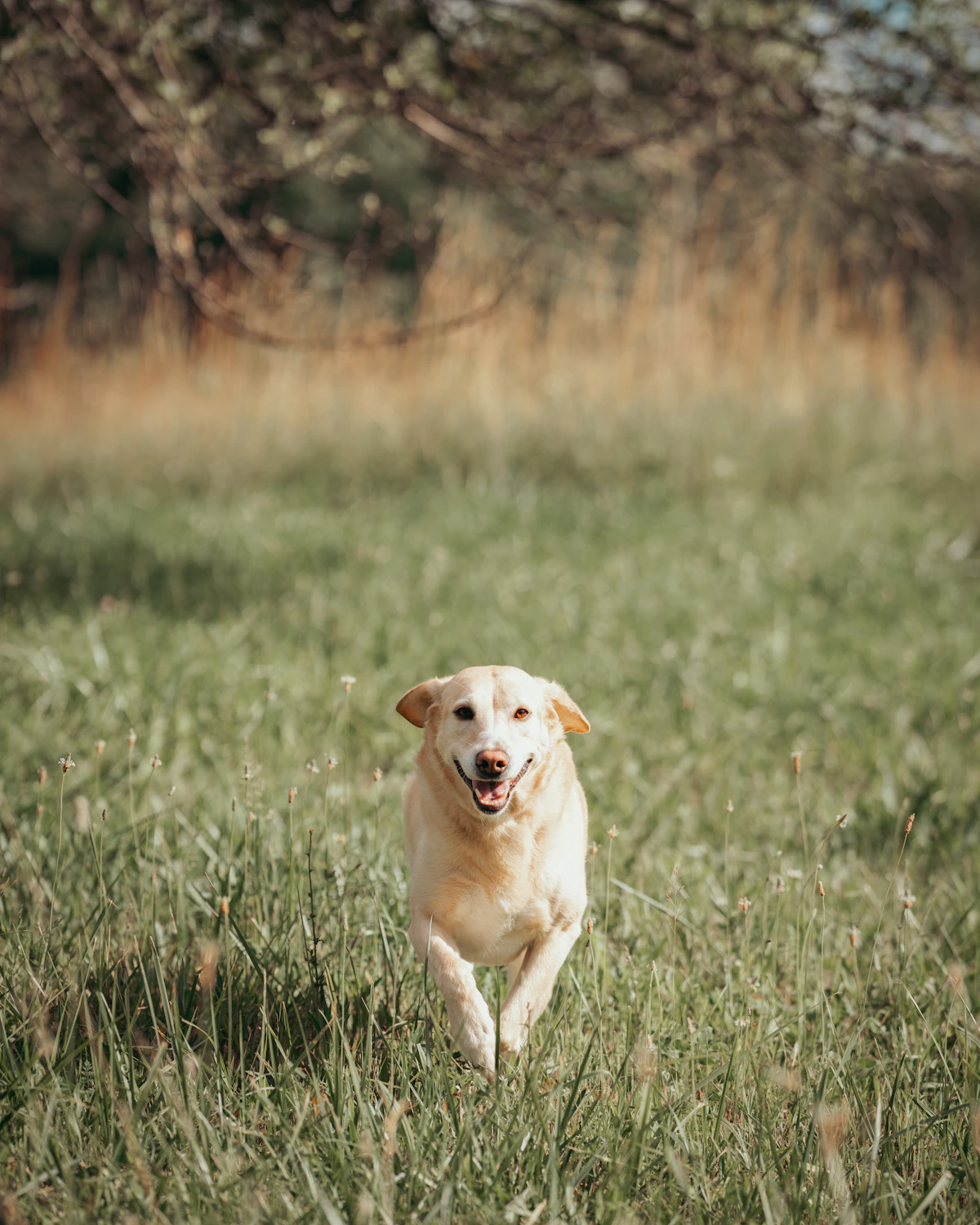 Perro corriendo libre en el campo